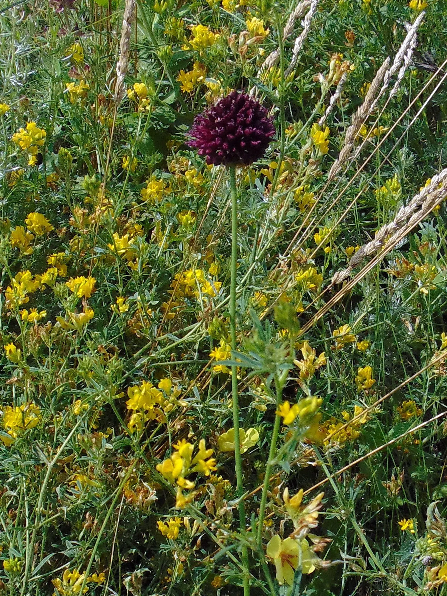 Drumstick Allium (Allium Sphaerocephalon) — scientifically named Allium sphaerocephalon; adding vertical interest and a pop of late-season color