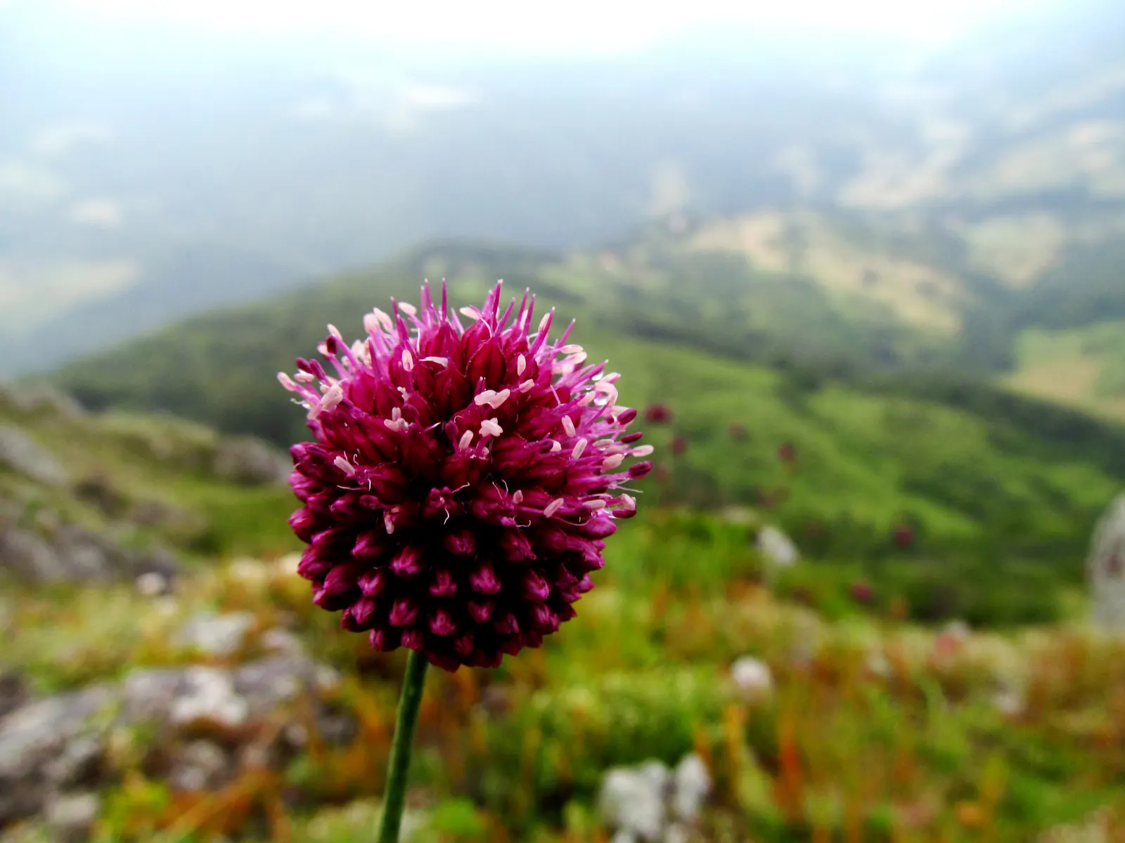 Drumstick Allium (Allium Sphaerocephalon) — serves as a unique and captivating addition to any landscape design; this easy-care plant thrives in, image 65