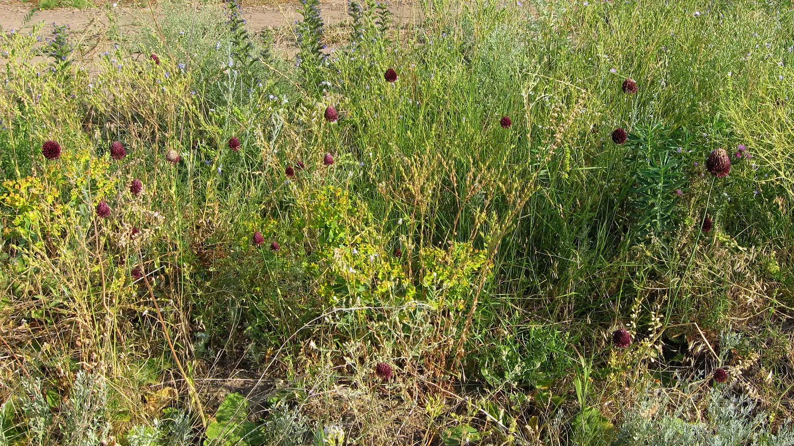 Drumstick Allium (Allium Sphaerocephalon) — Allium sphaerocephalon is also known to be deer and rodent resistant