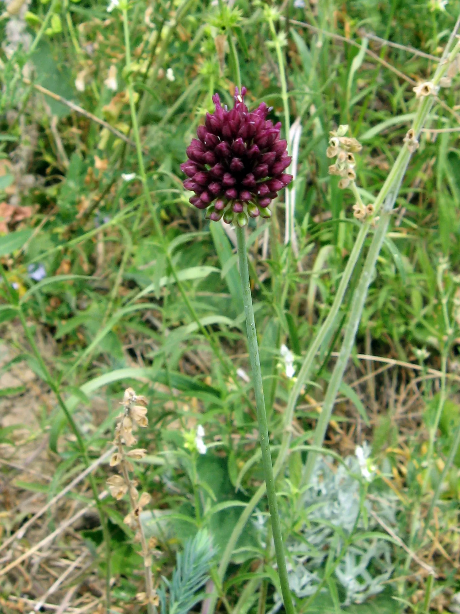 Drumstick Allium (Allium Sphaerocephalon) — Its striking globular flowers add vertical interest