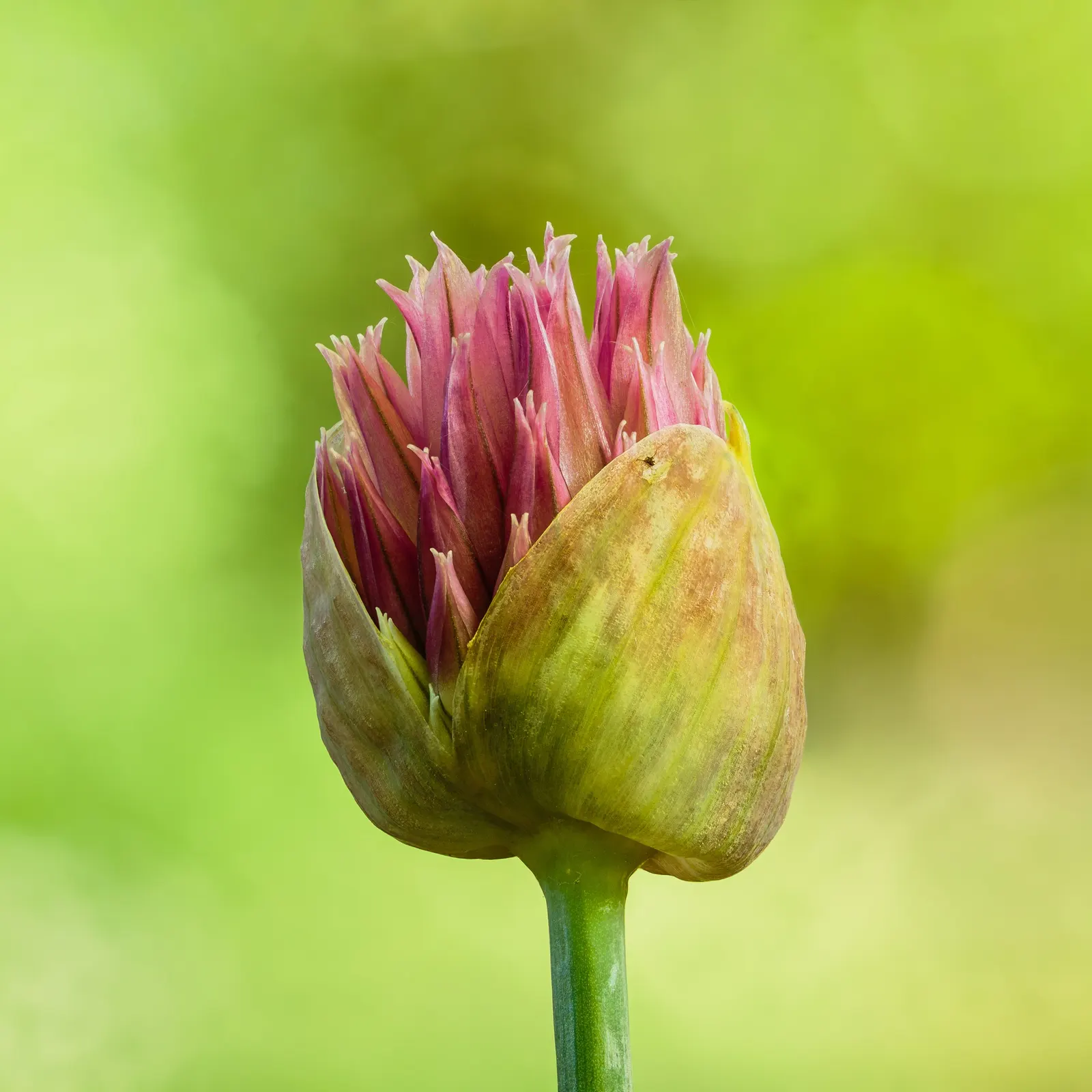 Drumstick Allium (Allium Sphaerocephalon) — exhibits drought-resistant qualities