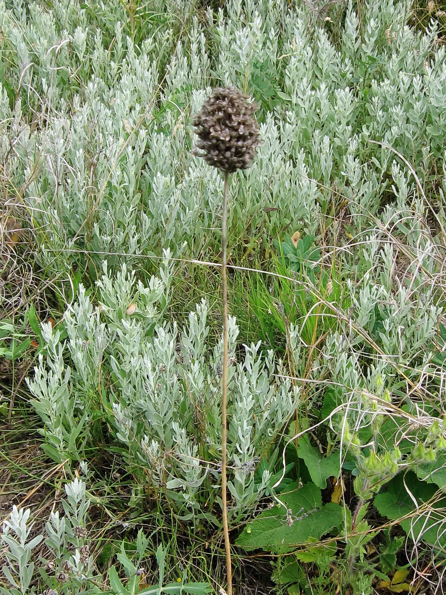 Drumstick Allium (Allium Sphaerocephalon) — bulb / perennial for full or half
