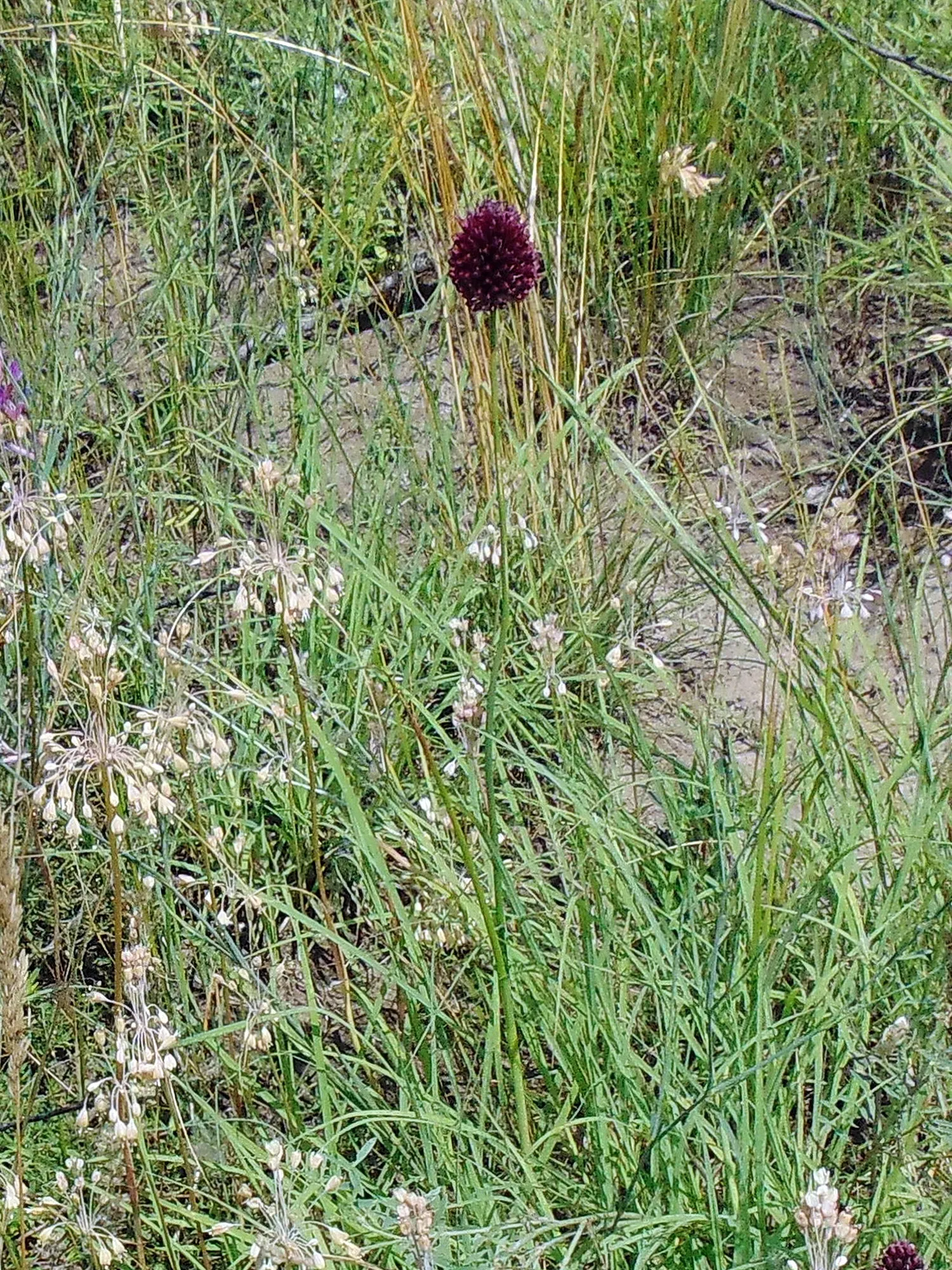 Drumstick Allium (Allium Sphaerocephalon) — starting with green and eventually maturing into a deep; and buried 2-4 inches deep, image 67
