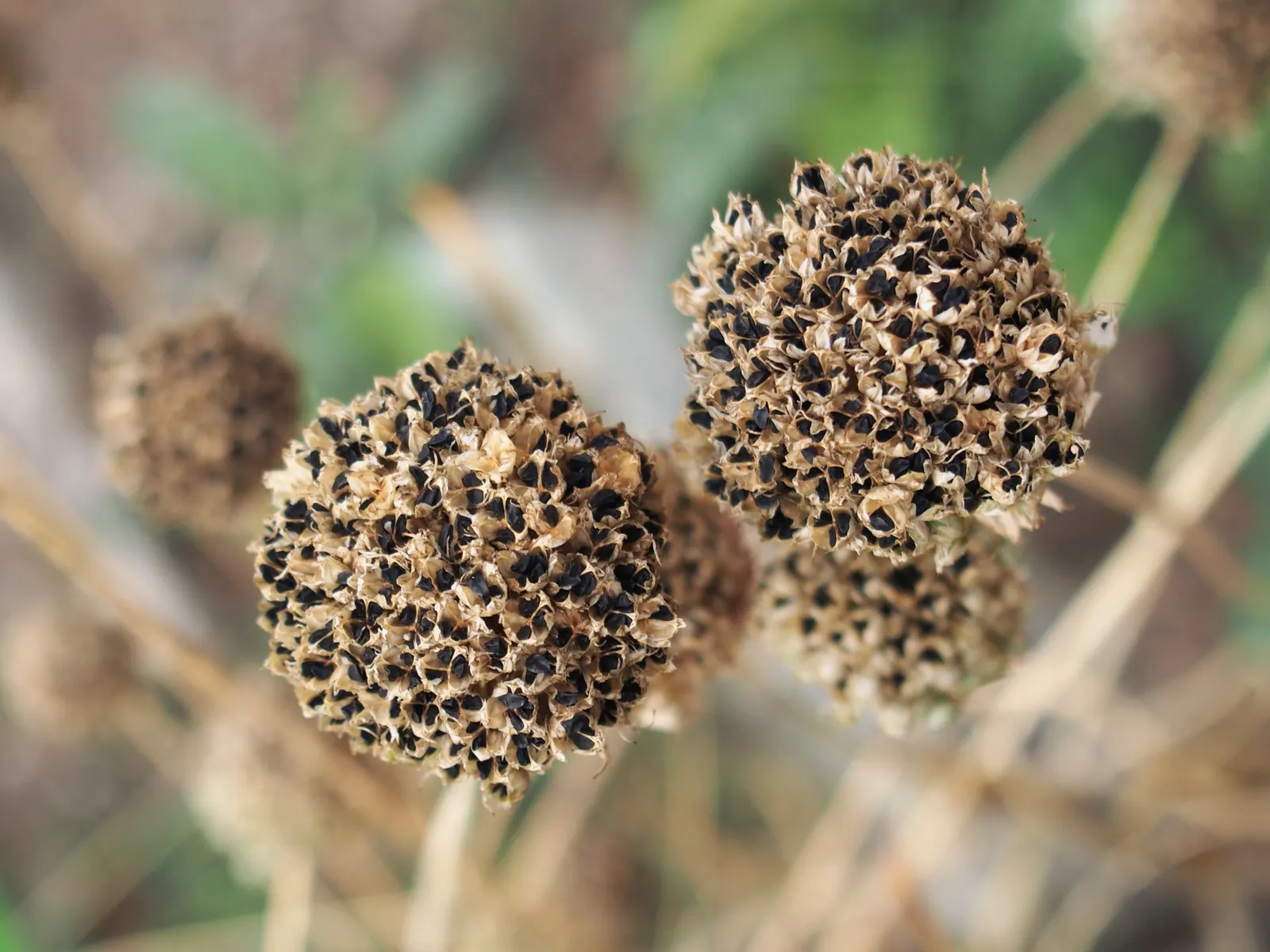 Drumstick Allium (Allium Sphaerocephalon) — The blossoms evolve in color; starting with green and eventually maturing into a deep, image 66