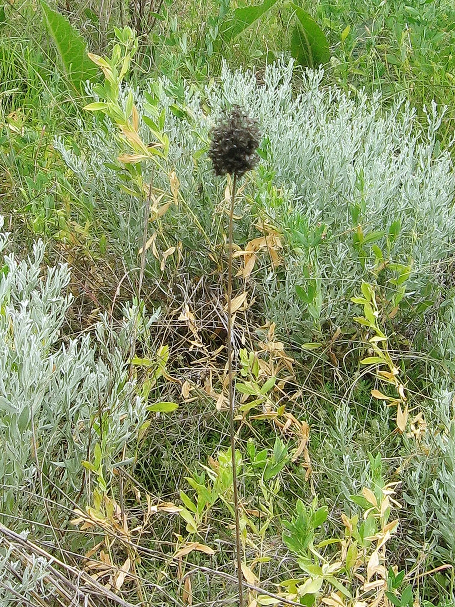 Drumstick Allium (Allium Sphaerocephalon) — This easy-care plant thrives in full sun to partial shade and adapts to a range of soils; adding, image 60