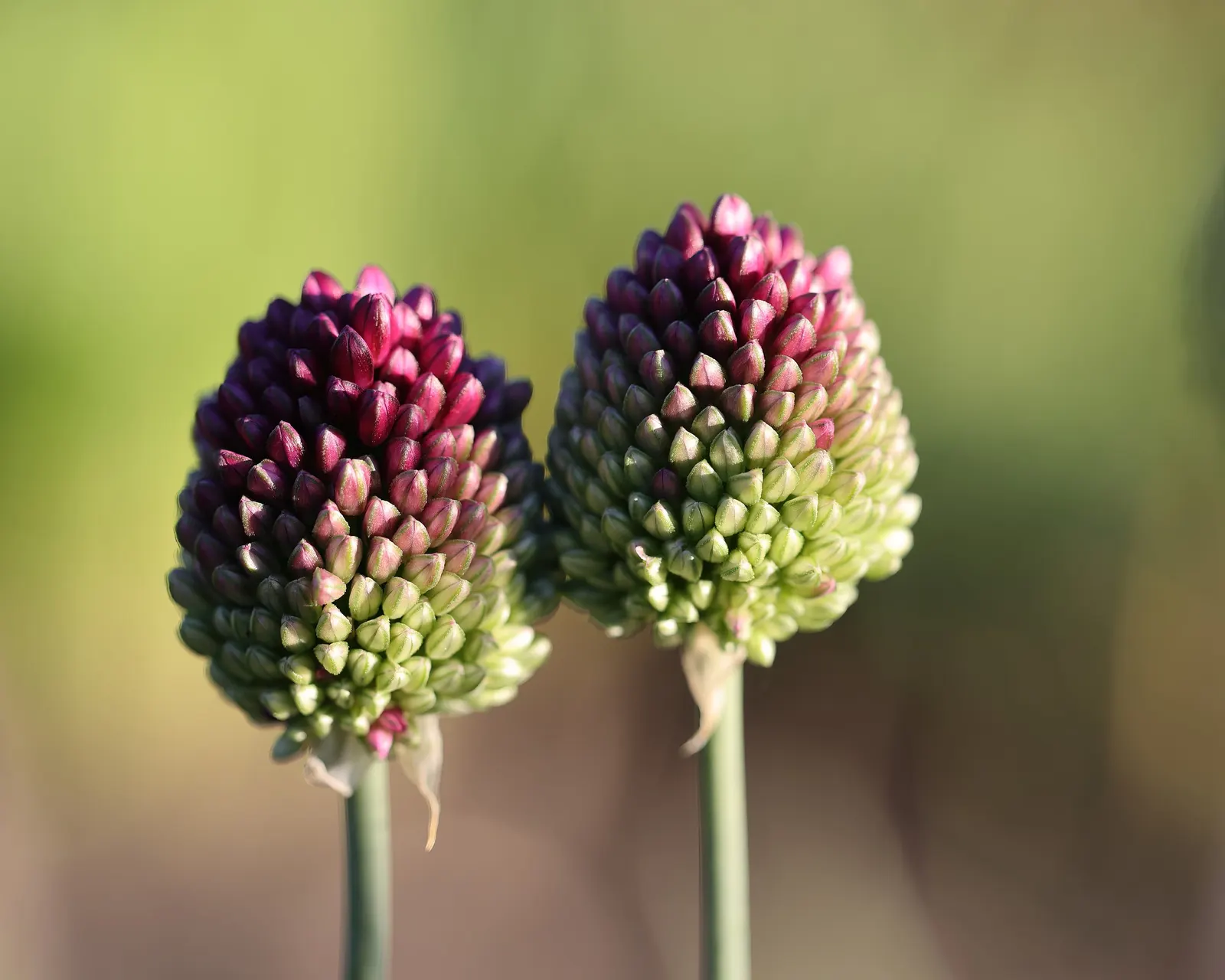 Drumstick Allium (Allium Sphaerocephalon) — making it a low-maintenance choice for various garden settings; and buried 2-4 inches deep