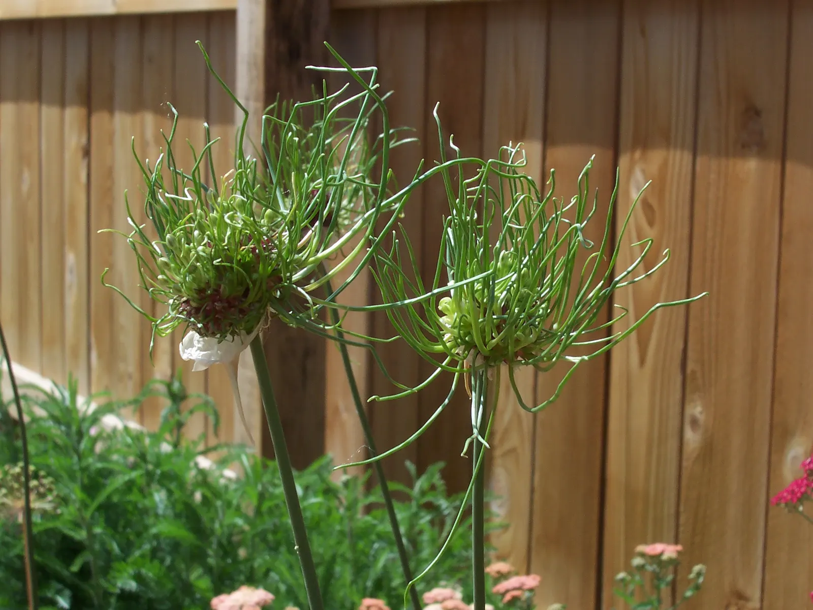 Drumstick Allium (Allium Sphaerocephalon) — adding vertical interest and a pop of late-season color; this easy-care plant thrives in full sun to partial shade