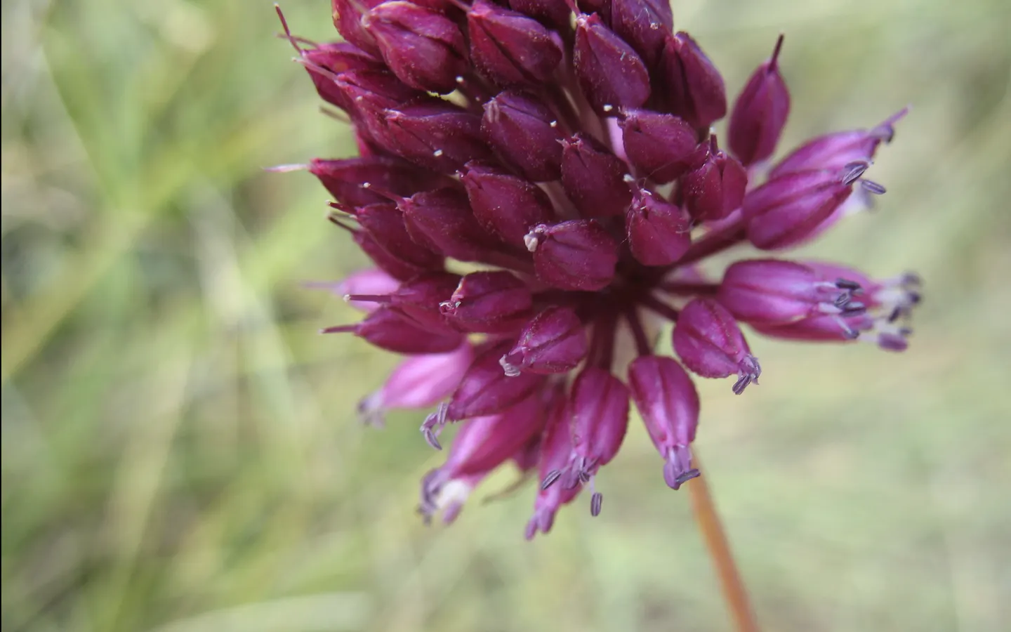 Drumstick Allium (Allium Sphaerocephalon) — rich burgundy or purple hue by midsummer (usually July to August); adding vertical interest and a pop of, image 68