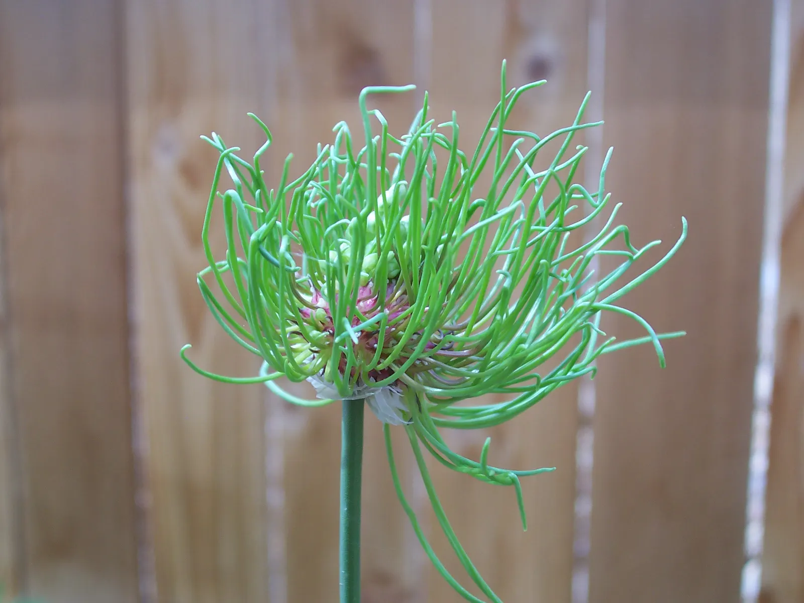 Drumstick Allium (Allium Sphaerocephalon) — reddish-purple blooms that adorn stiff stems in summer; and buried 2-4 inches deep, image 59