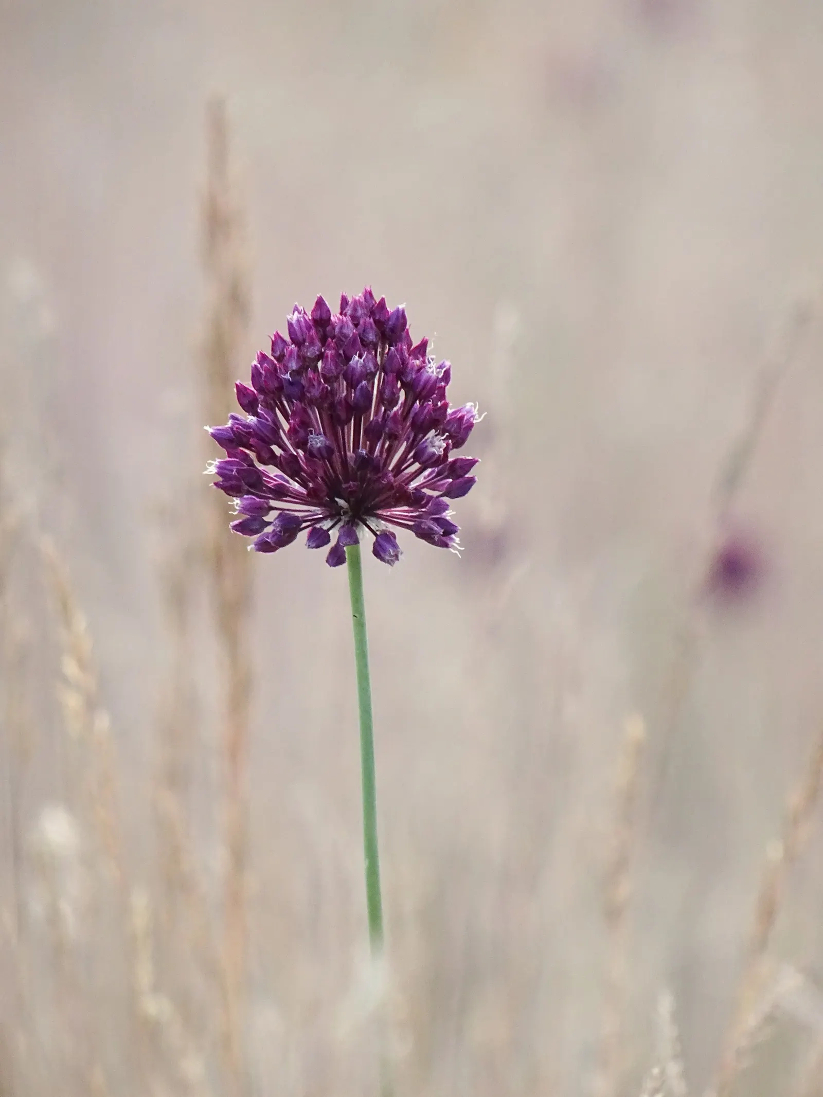 Drumstick Allium (Allium Sphaerocephalon) — to create visually striking groupings.<br><br>In addition to its visual appeal; and buried 2-4 inches deep