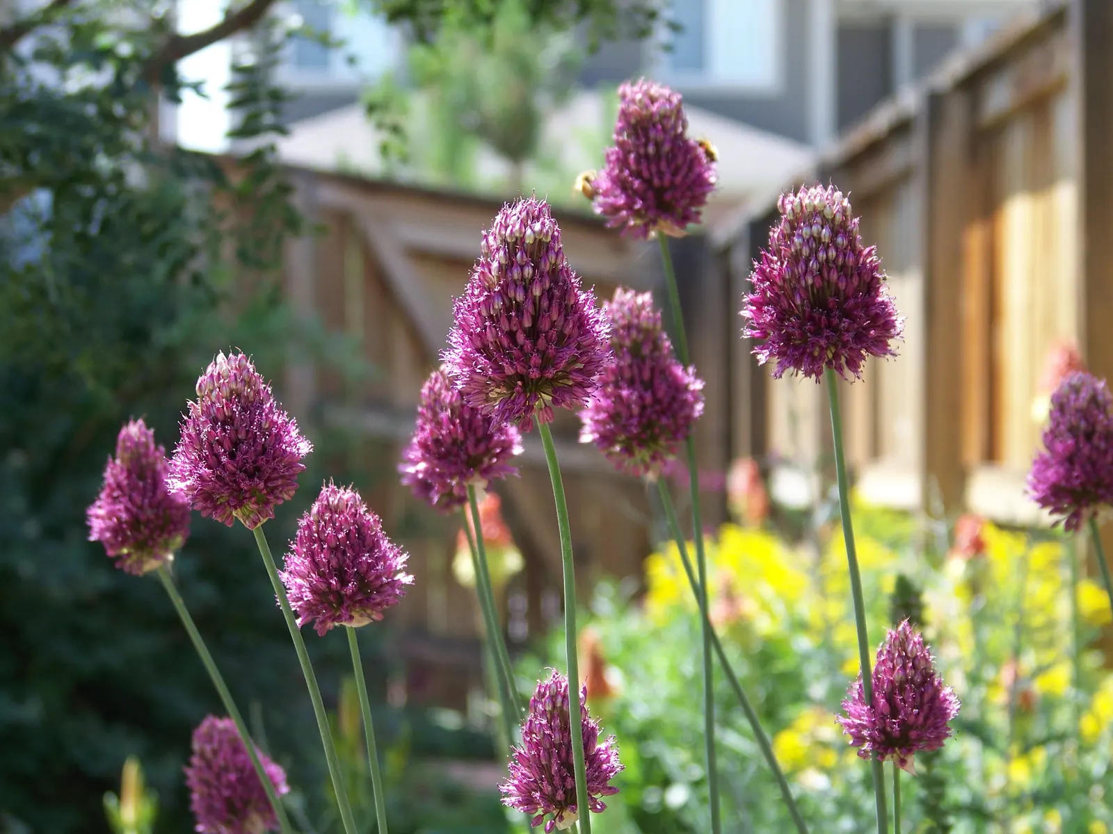 Drumstick Allium (Allium Sphaerocephalon) — rich burgundy or purple hue by midsummer (usually July to August); adding vertical interest and a pop of