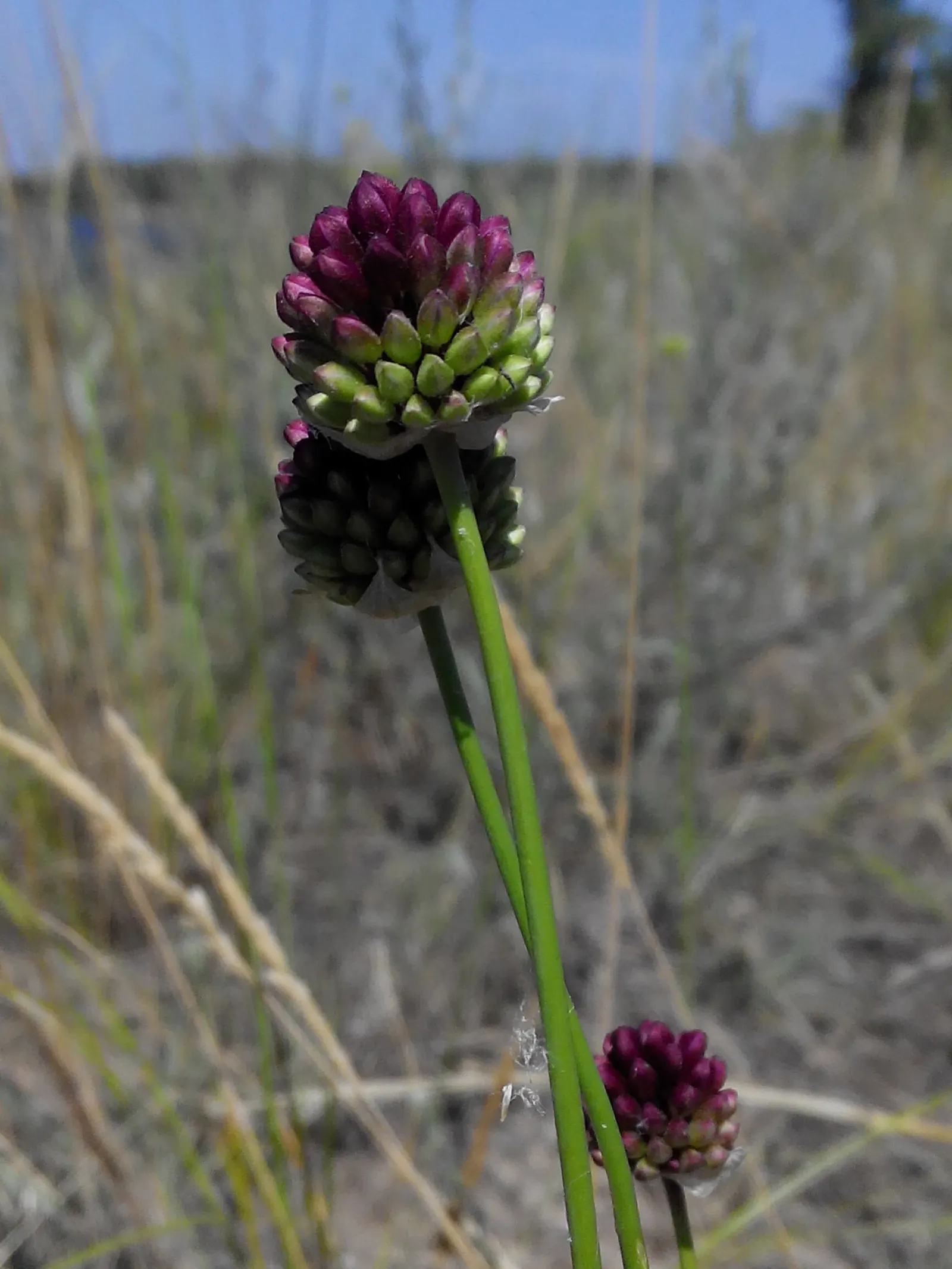 Drumstick Allium (Allium Sphaerocephalon) — serving as an added benefit in areas prone to wildlife visits; this easy-care plant thrives in full sun to partial