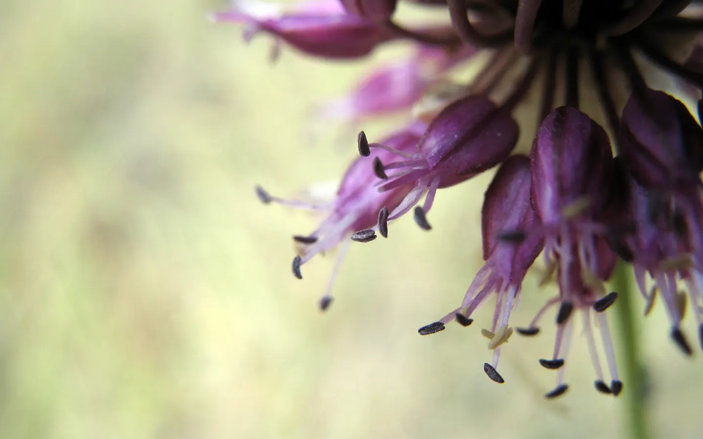 Drumstick Allium (Allium Sphaerocephalon) — to create visually striking groupings.<br><br>In addition to its visual appeal; and buried 2-4 inches, image 75