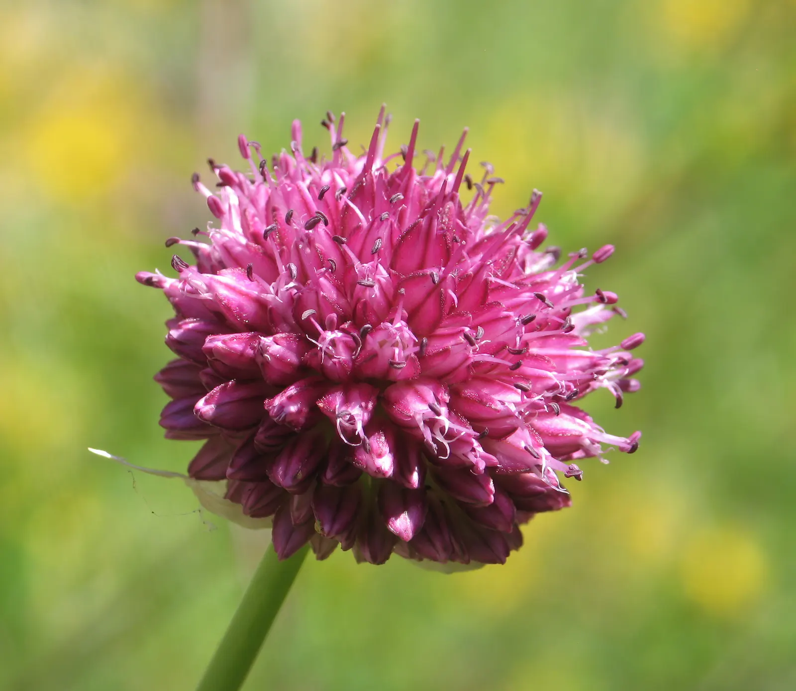 Drumstick Allium (Allium Sphaerocephalon) — starting with green and eventually maturing into a deep; and buried 2-4 inches deep
