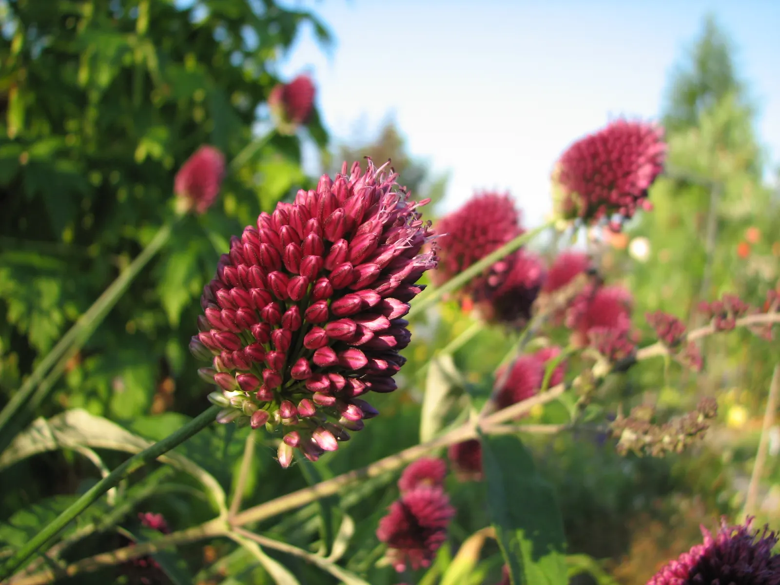 Drumstick Allium (Allium Sphaerocephalon) — Its striking globular flowers add vertical interest; starting with green and eventually maturing into a, image 62