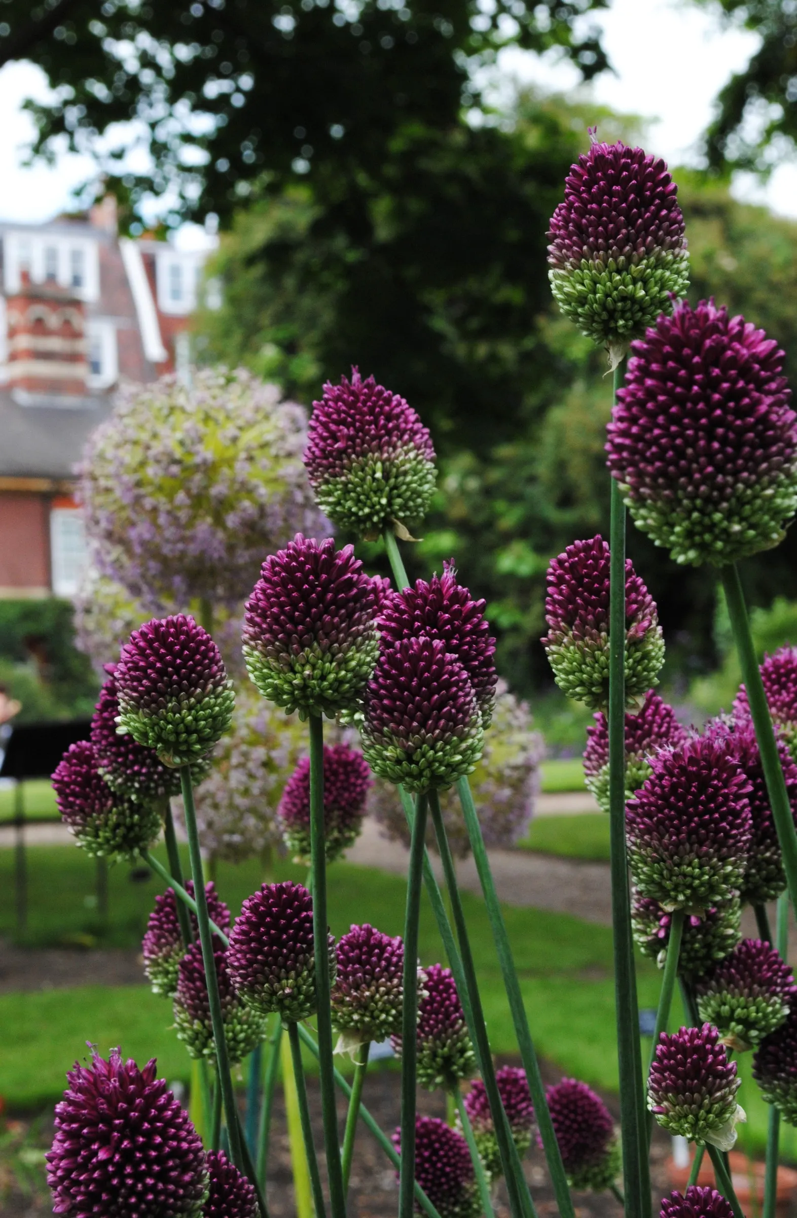 Drumstick Allium (Allium Sphaerocephalon) — making it a captivating choice for borders or as a whimsical accent in mixed beds