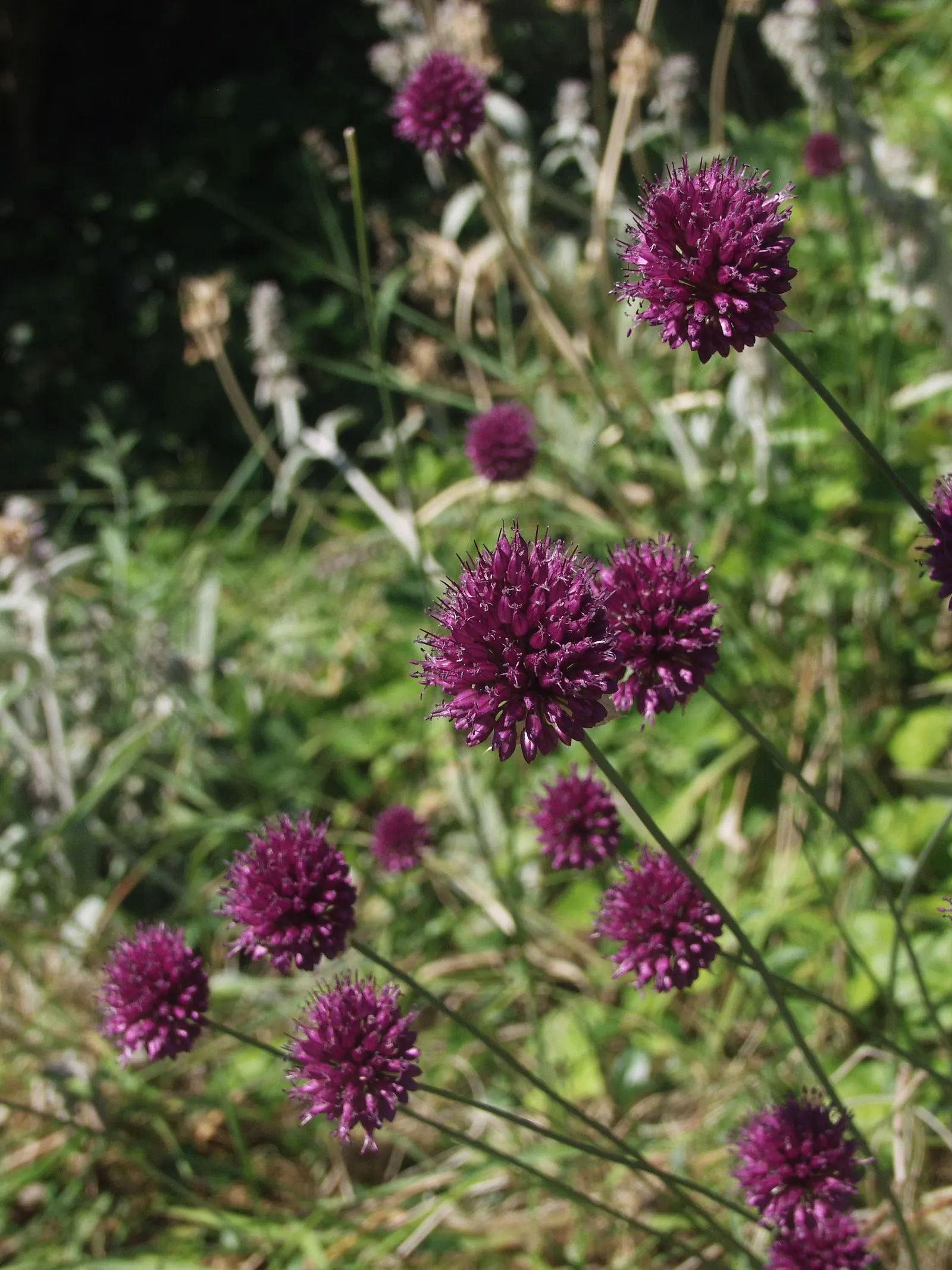 Drumstick Allium (Allium Sphaerocephalon) — adding vertical interest and a pop of late-season color