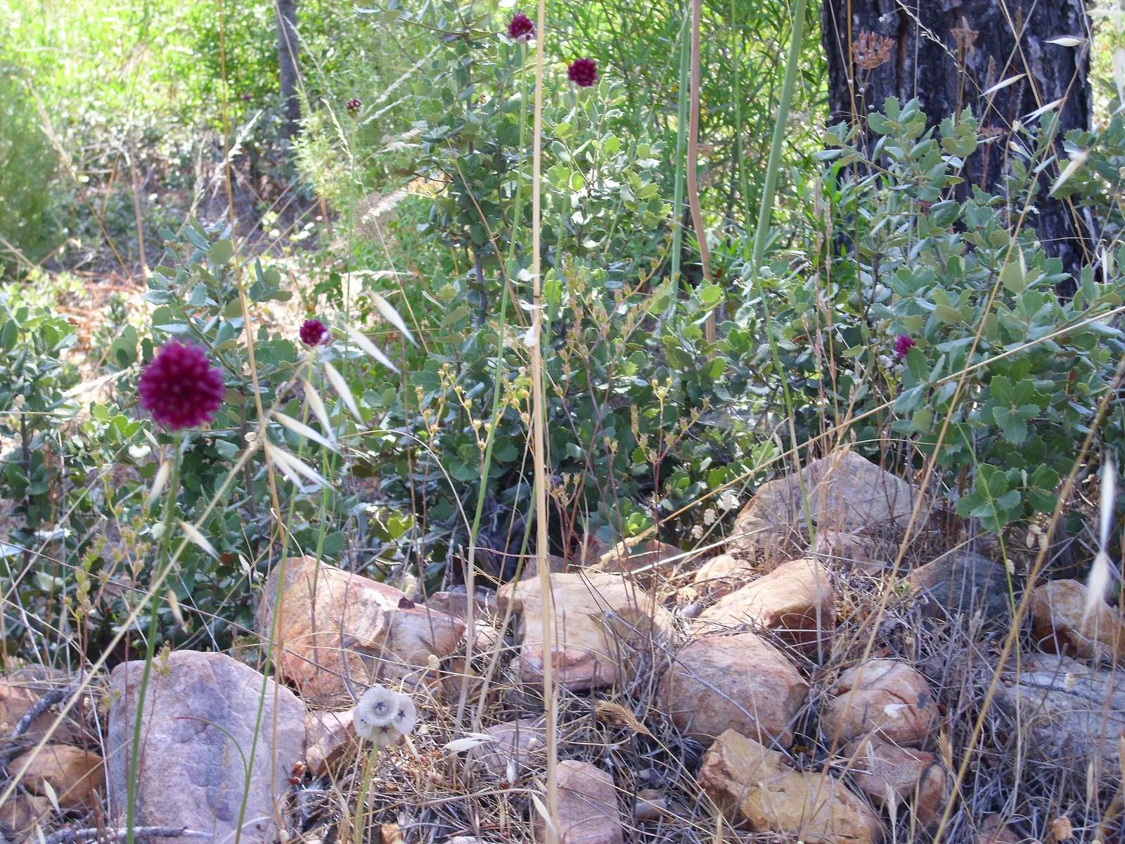 Drumstick Allium (Allium Sphaerocephalon) — bulb / perennial with purple blooms; and buried 2-4 inches deep