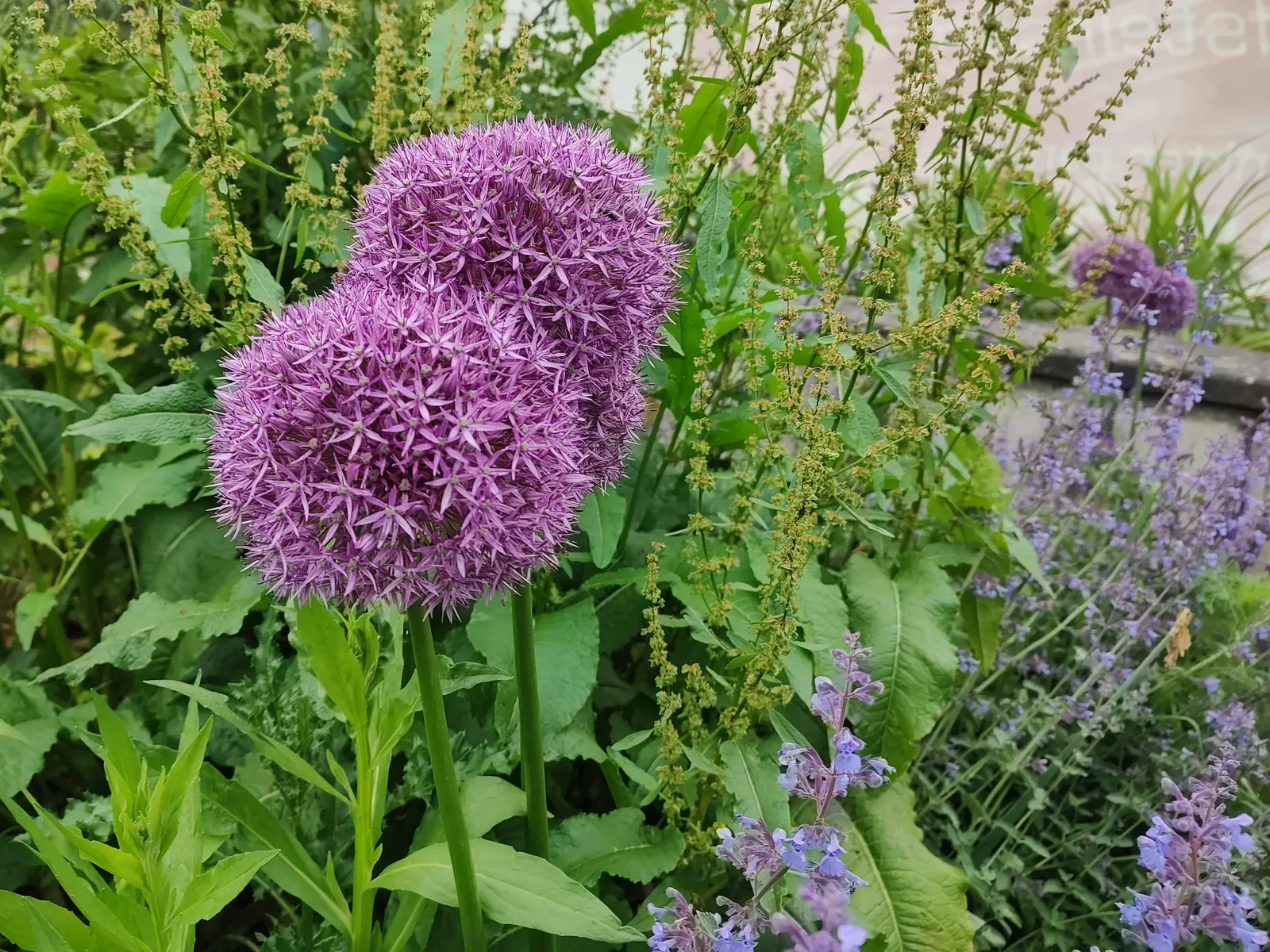 Drumstick Allium (Allium Sphaerocephalon) — The Drumstick Allium is ideally planted in clusters of 10-15 bulbs; adding vertical interest and a pop, image 72