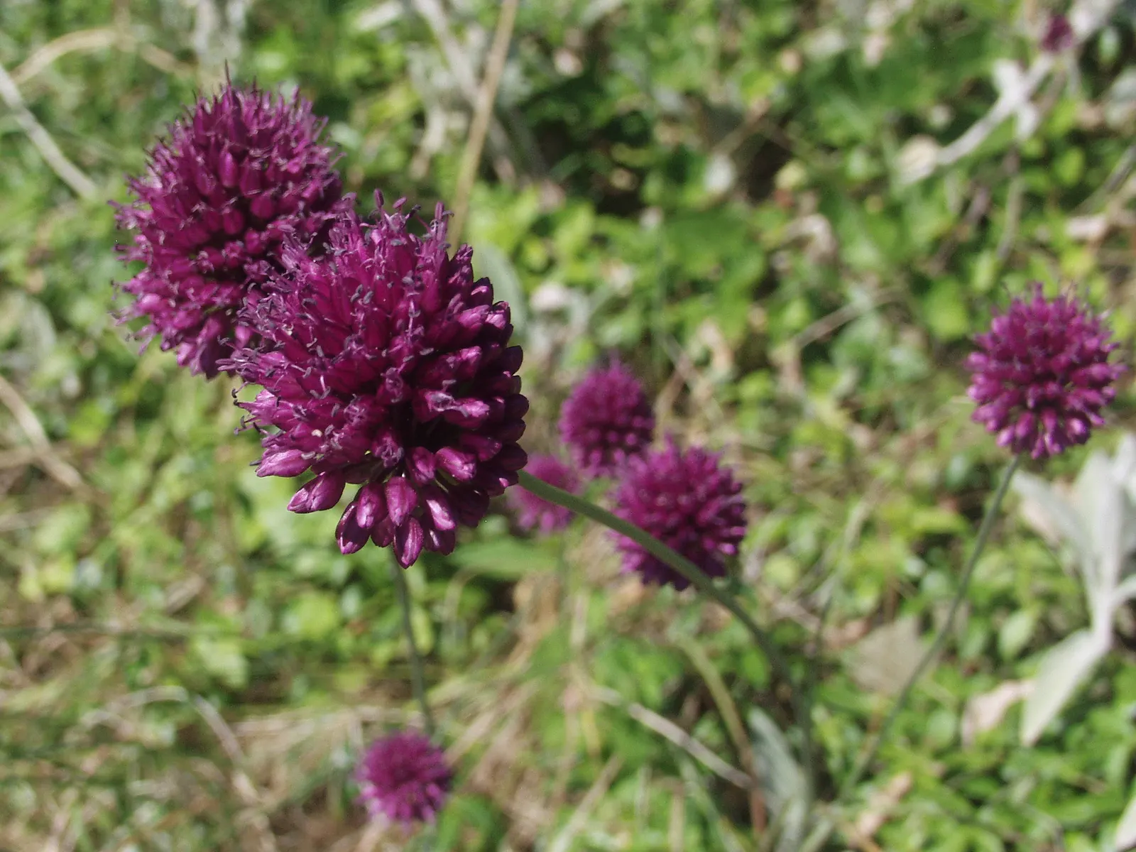 Drumstick Allium (Allium Sphaerocephalon) — This easy-care plant thrives in full sun to partial shade and adapts to a range of soils; adding vertical interest
