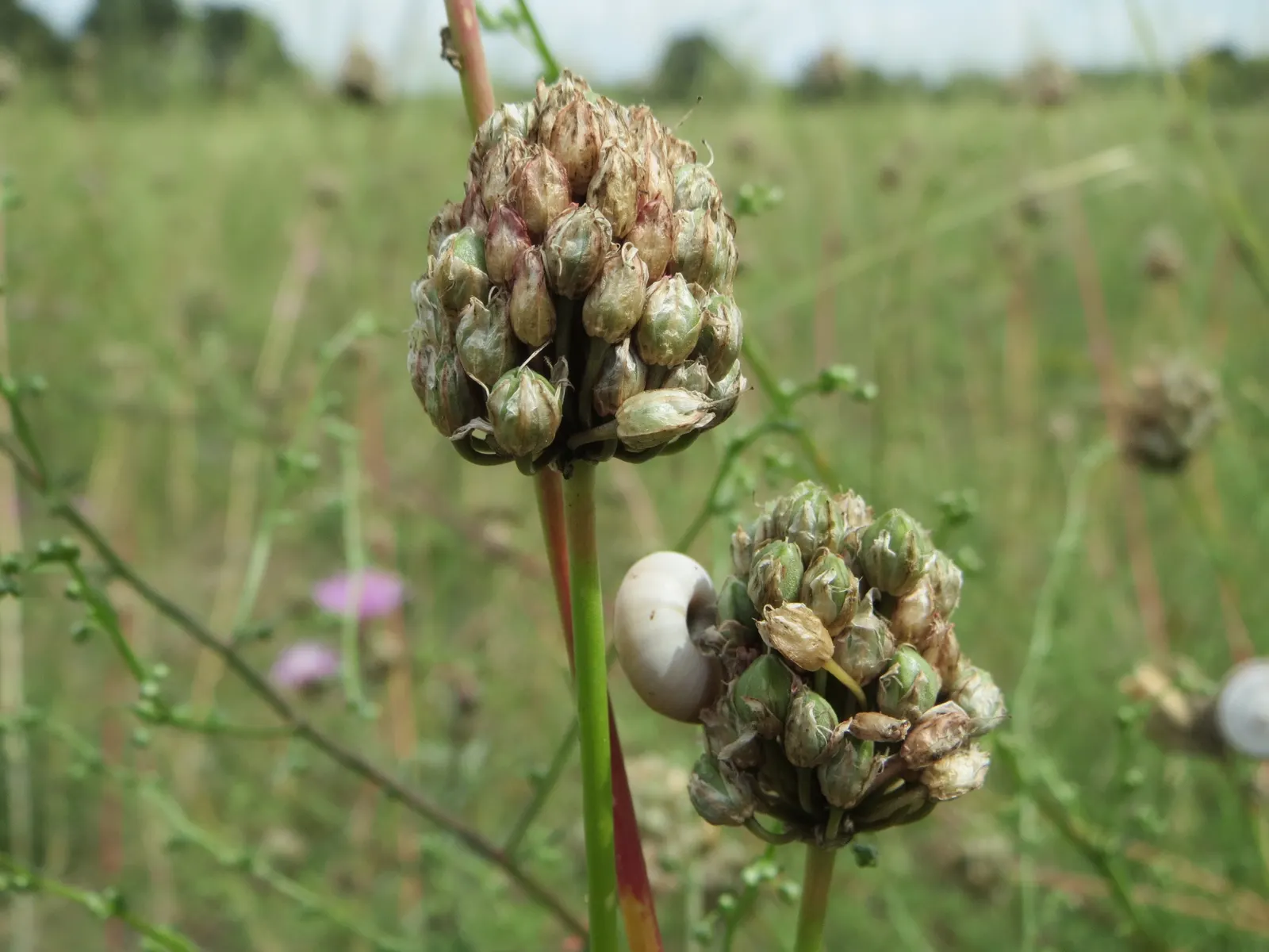 Drumstick Allium (Allium Sphaerocephalon) — This easy-care plant thrives in full sun to partial shade and adapts to a range of soils
