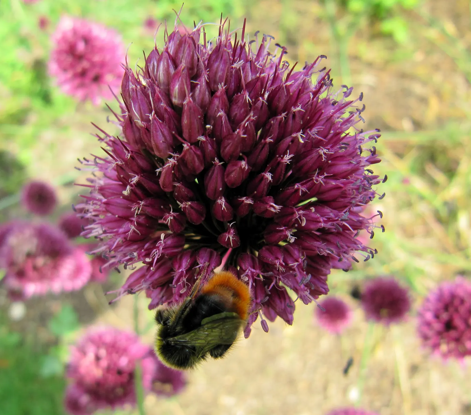 Drumstick Allium (Allium Sphaerocephalon) — Its striking globular flowers add vertical interest; starting with green and eventually maturing into a deep