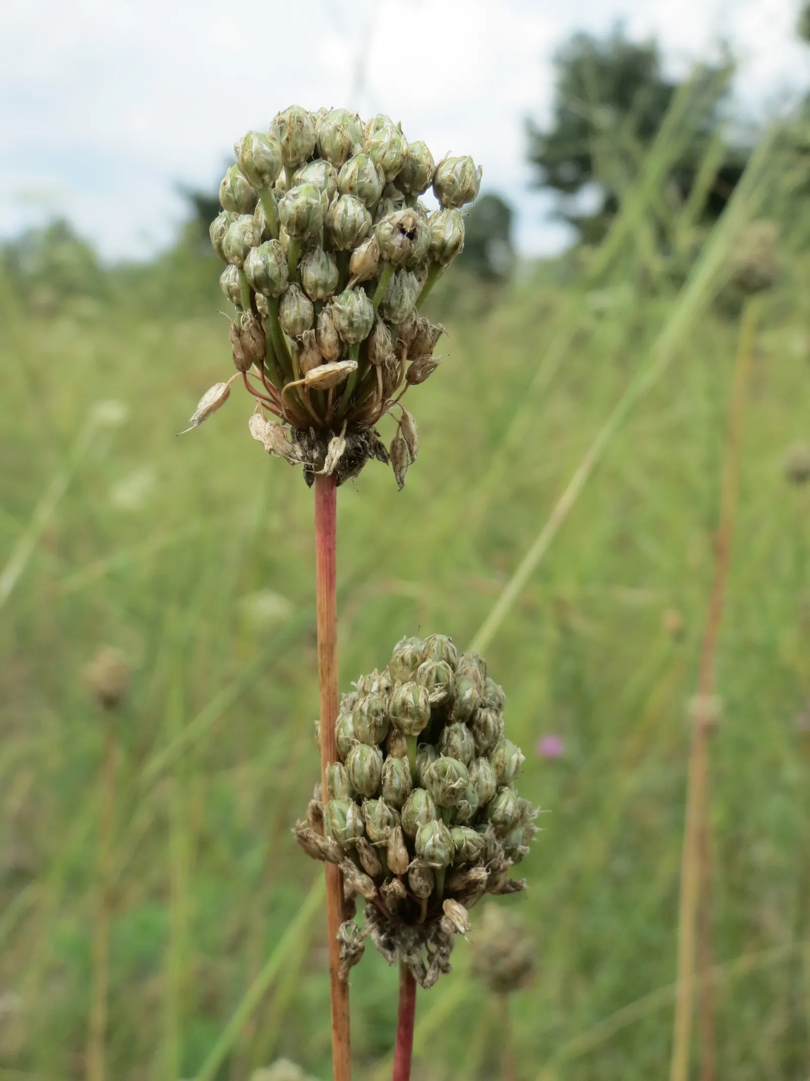 Drumstick Allium (Allium Sphaerocephalon) — its flowers are attractive to pollinators such as bees and butterflies