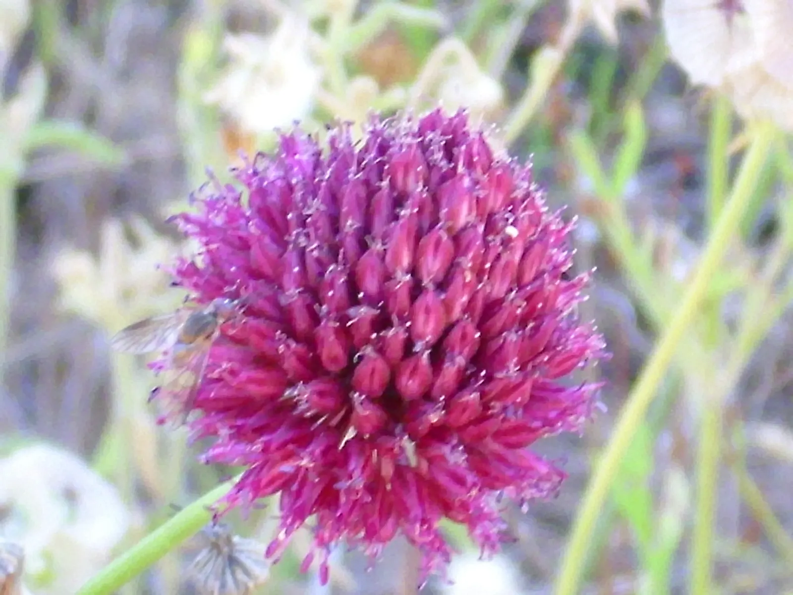 Drumstick Allium (Allium Sphaerocephalon) — It spans 1-2 inches in diameter