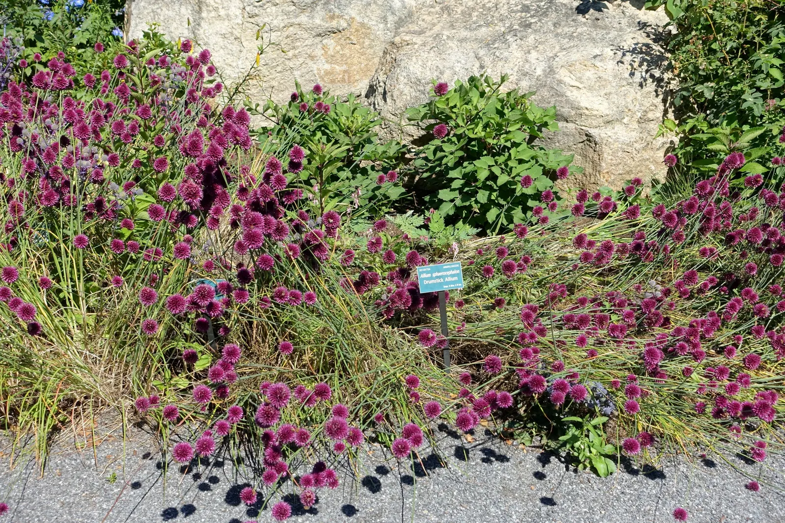 Drumstick Allium (Allium Sphaerocephalon) — exhibits drought-resistant qualities; starting with green and eventually maturing into a deep, image 70