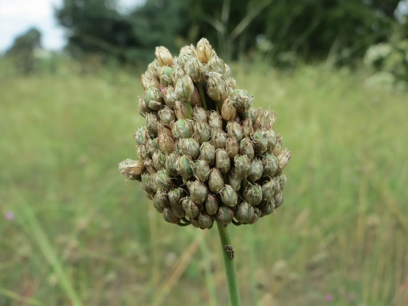 Drumstick Allium (Allium Sphaerocephalon) — bulb / perennial with purple blooms