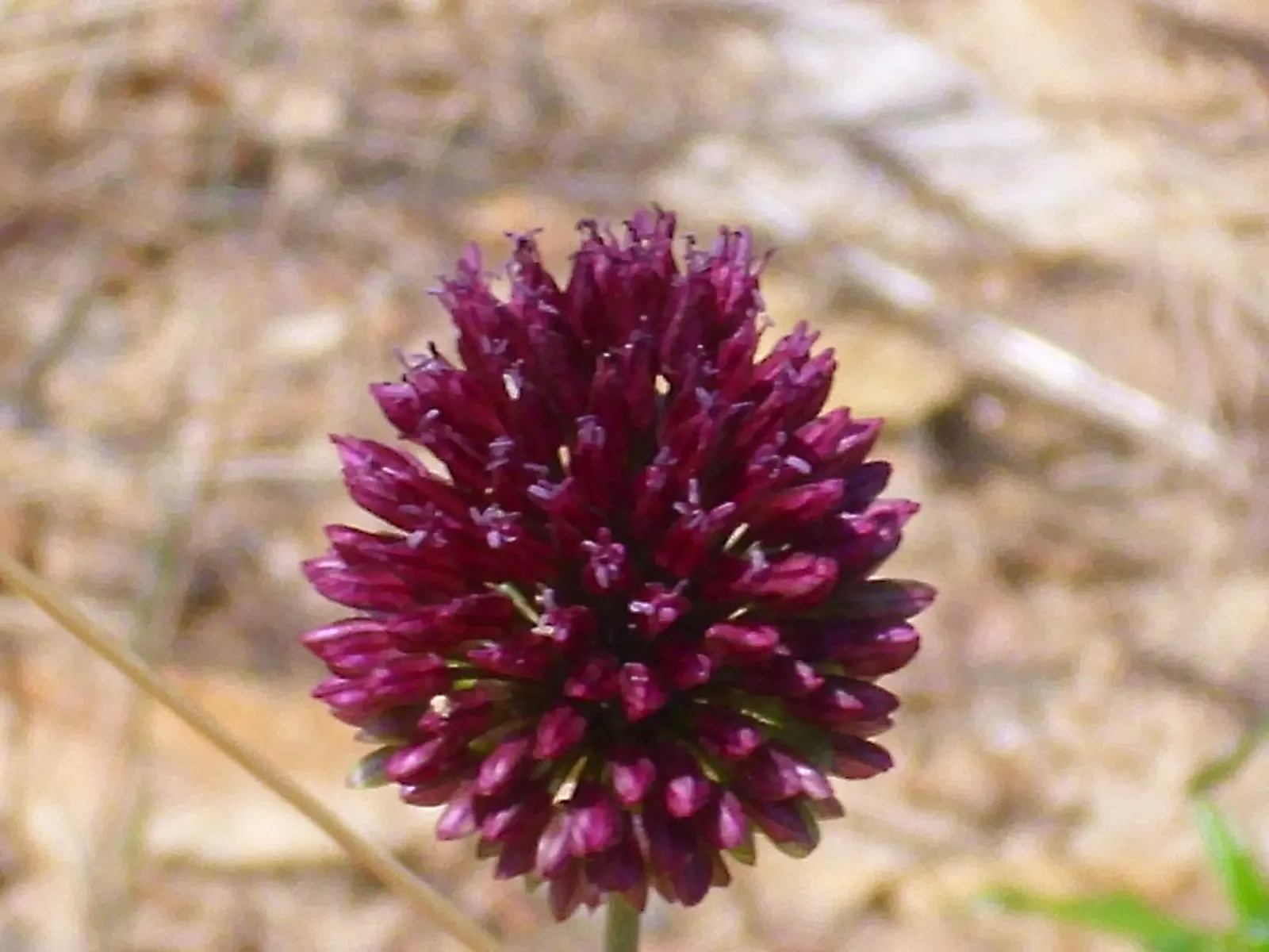 Drumstick Allium (Allium Sphaerocephalon) — scientifically named Allium sphaerocephalon; adding vertical interest and a pop of late-season color, image 64