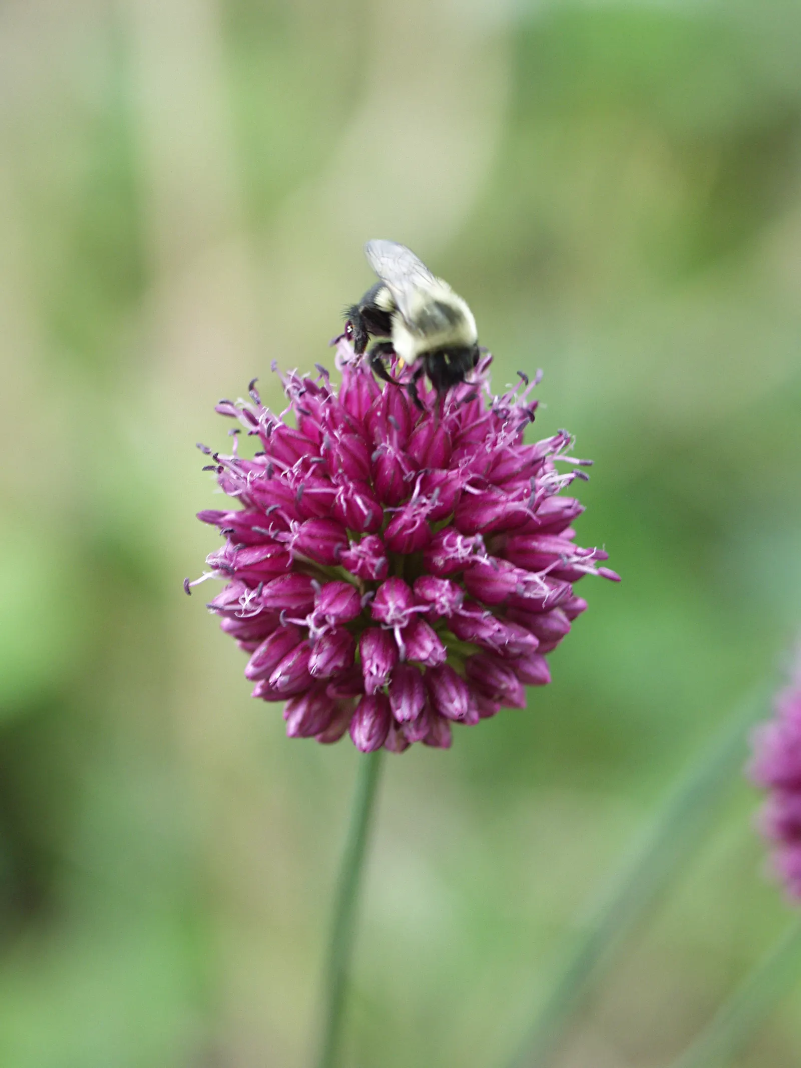 Drumstick Allium (Allium Sphaerocephalon) — spaced approximately 6-8 inches apart; this easy-care plant thrives in full sun to partial shade and adapts to a