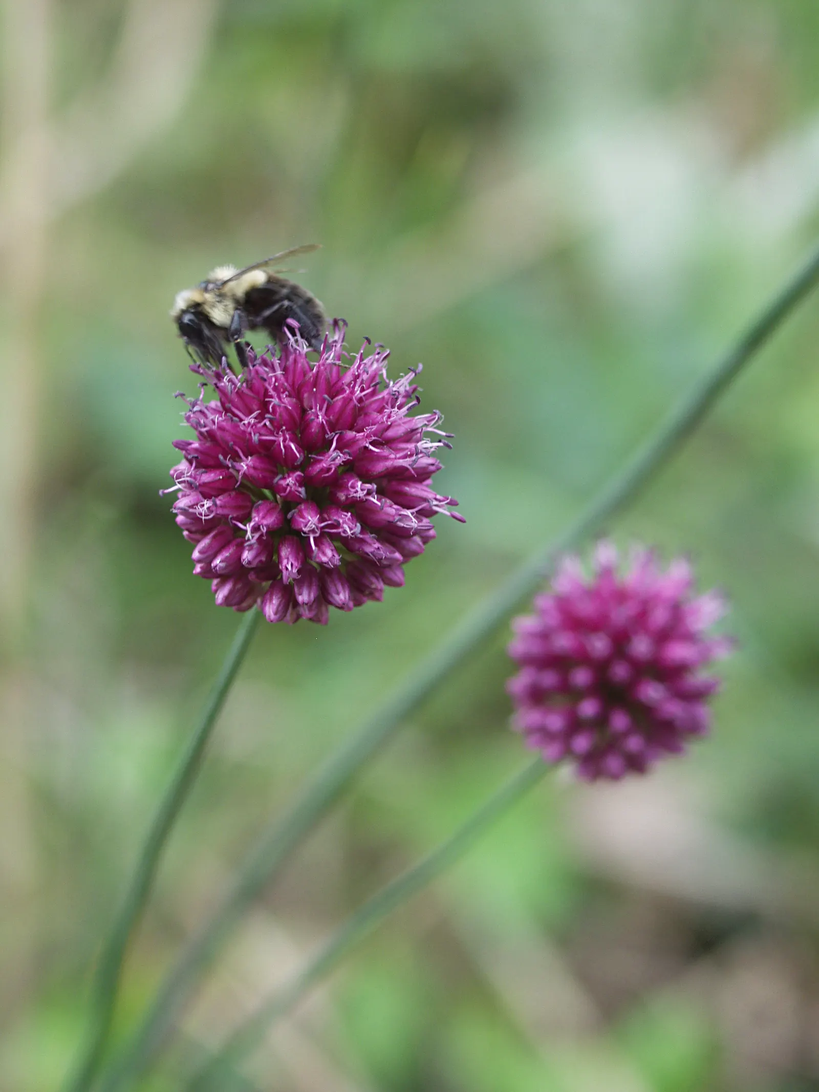 Drumstick Allium (Allium Sphaerocephalon) — It demands well-drained soil; this easy-care plant thrives in full sun to partial shade and adapts to a range of