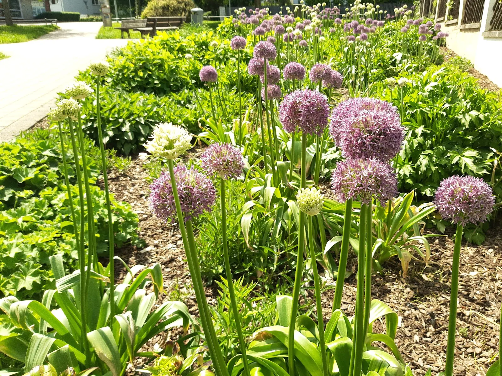 Drumstick Allium (Allium Sphaerocephalon) — The blossoms evolve in color