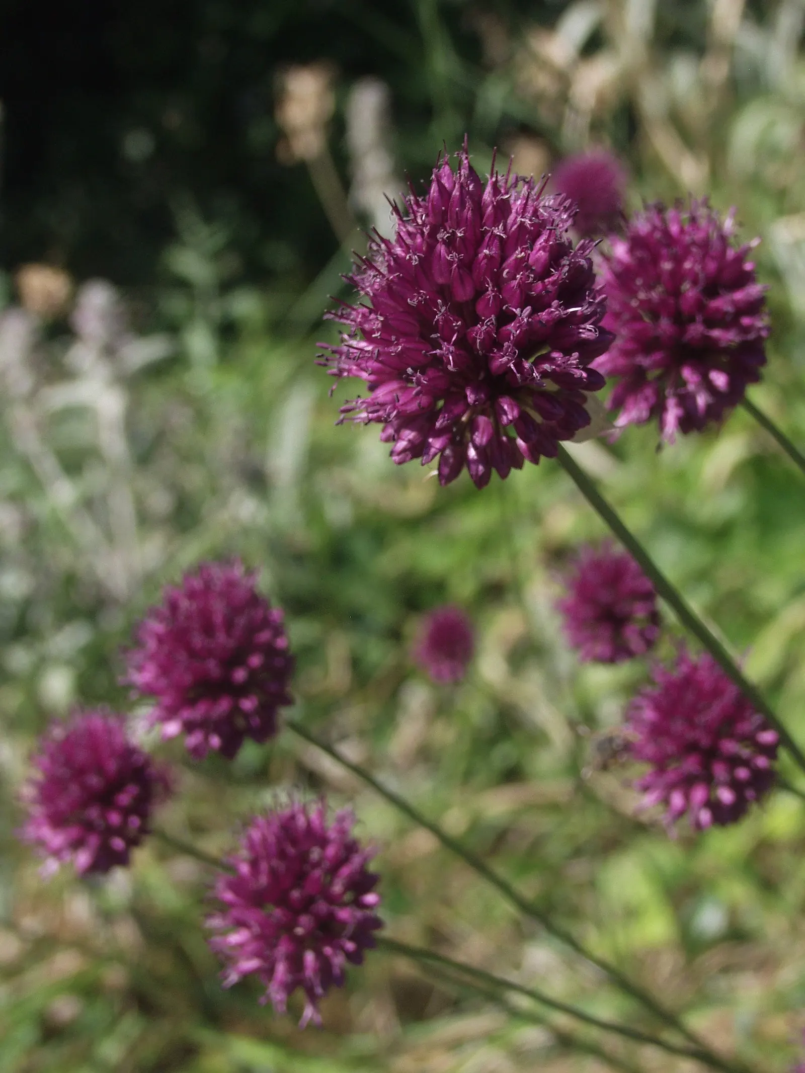 Drumstick Allium (Allium Sphaerocephalon) — contributing to the ecological health of the garden