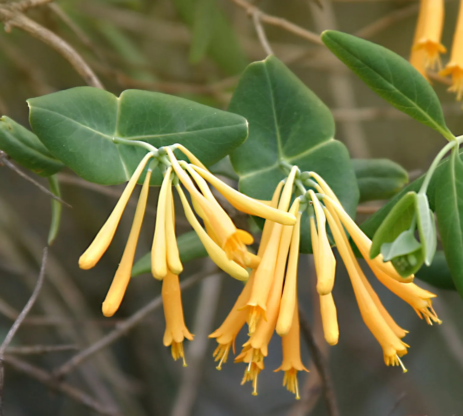 Yellow Honeysuckle Vine (Lonicera Sempervirens 'Sulphurea') — is a twining vine boasting yellow trumpet-shaped blooms