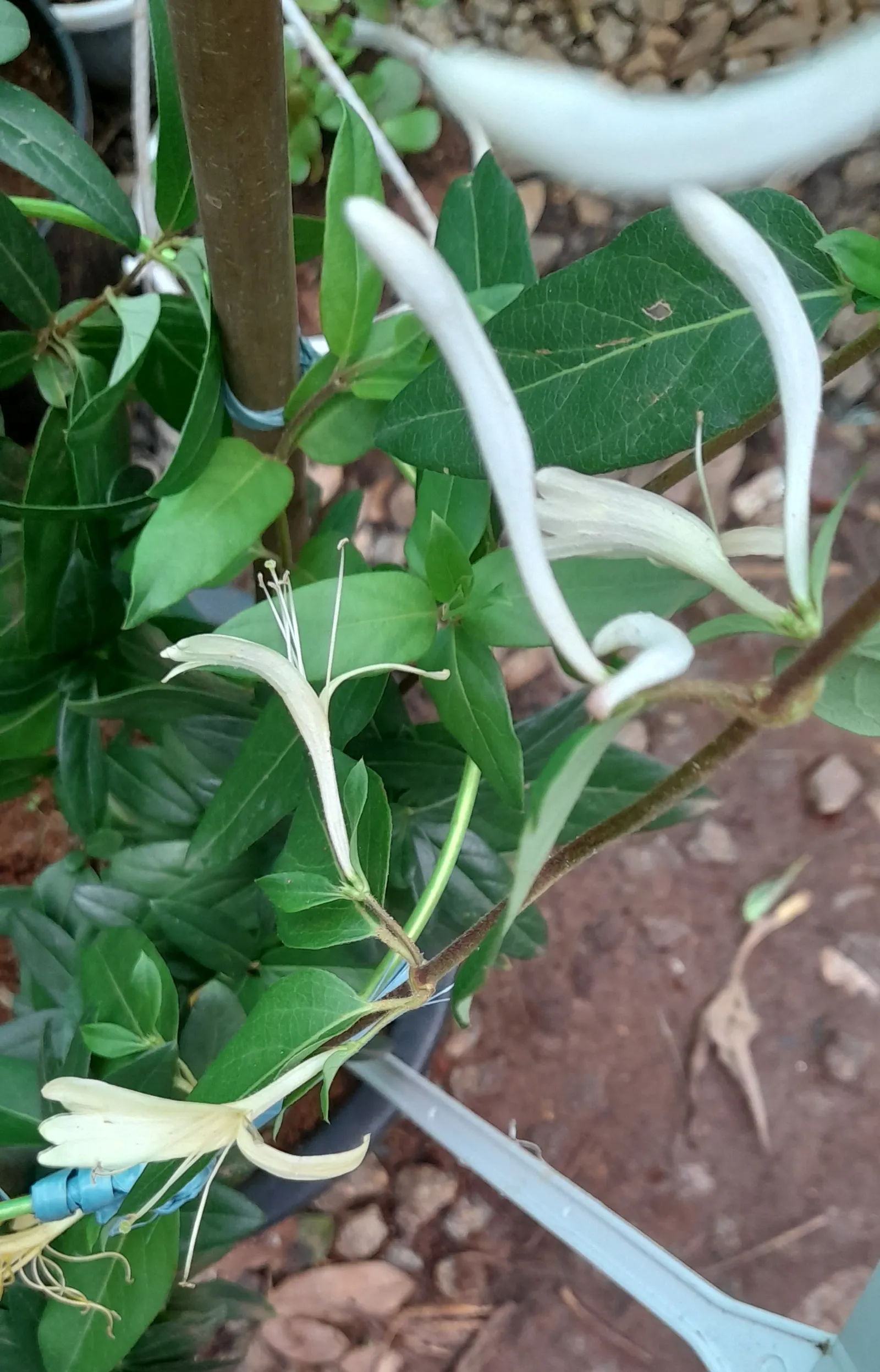 Yellow Honeysuckle Vine (Lonicera Sempervirens 'Sulphurea') — providing nectar-rich allure for hummingbirds and butterflies