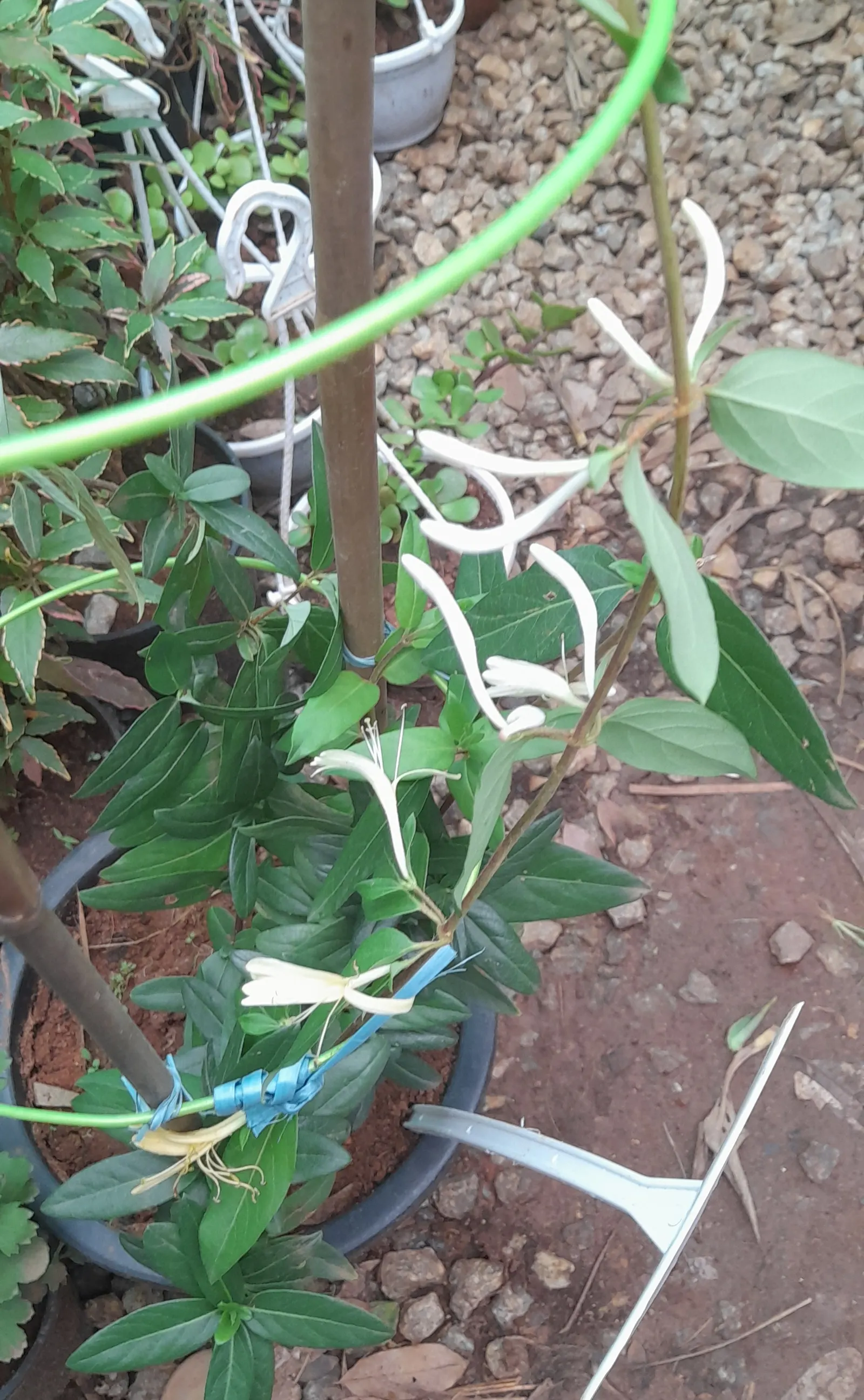Yellow Honeysuckle Vine (Lonicera Sempervirens 'Sulphurea') — This low-maintenance, disease-resistant climber prefers full sun to partial shade and