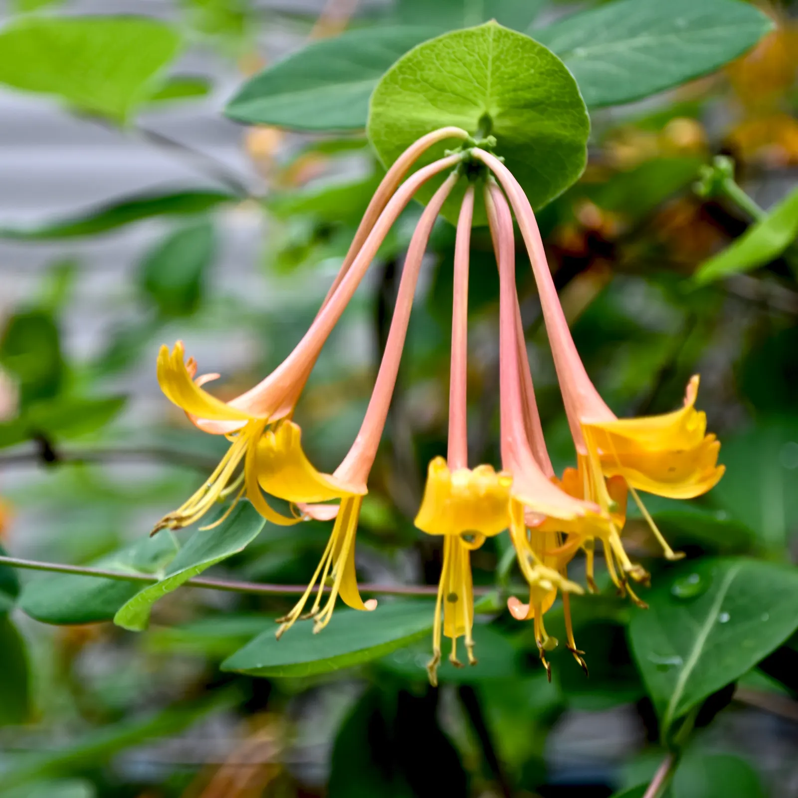 Yellow Honeysuckle Vine (Lonicera Sempervirens 'Sulphurea') — It is a deciduous to semi-evergreen species, growing to lengths of 10-15 feet