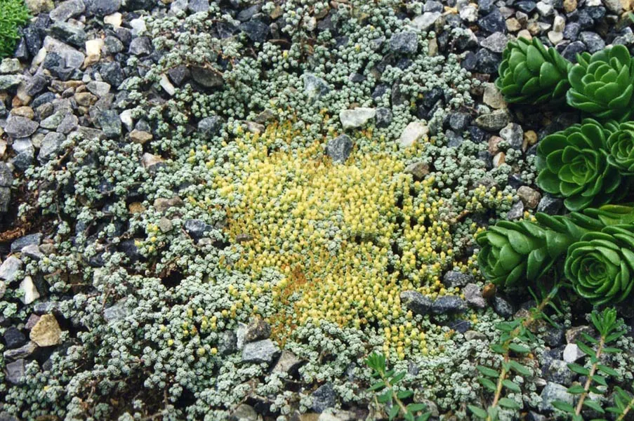 New Zealand Scab Plant (Raoulia Australis) — Ideal for rock gardens or edging