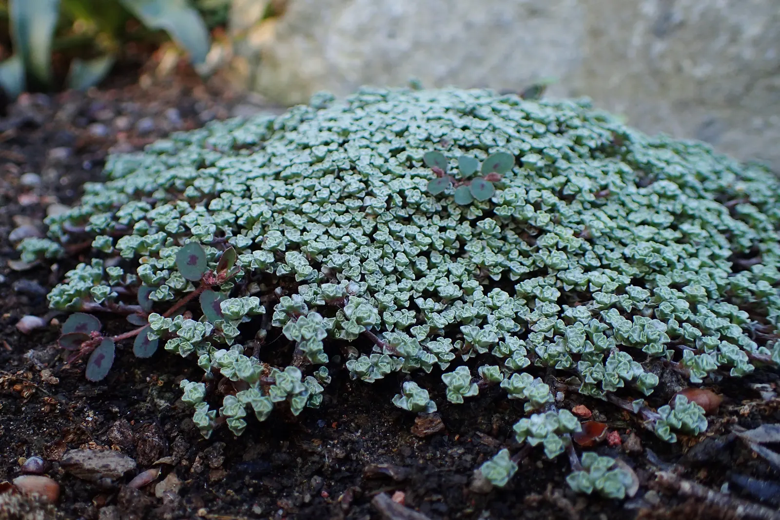 New Zealand Scab Plant (Raoulia Australis) — consider its preference for well-drained soil and exposure to full sun