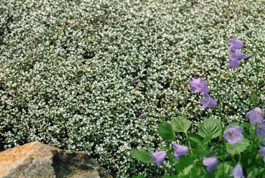 New Zealand Scab Plant (Raoulia Australis) — typically only growing to about 2 to 4 inches in height