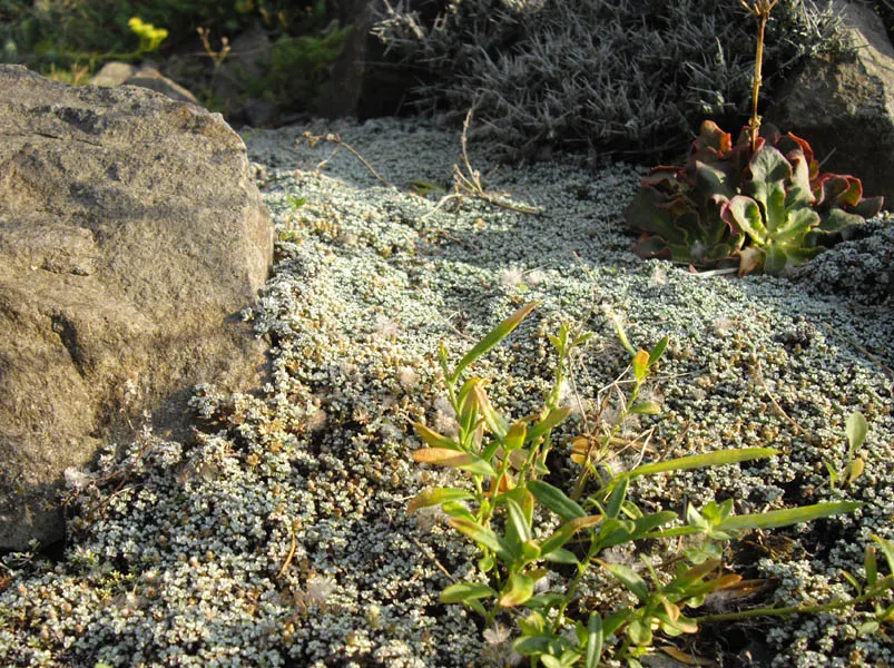 New Zealand Scab Plant (Raoulia Australis) — colloquially known as the New Zealand Scab Plant
