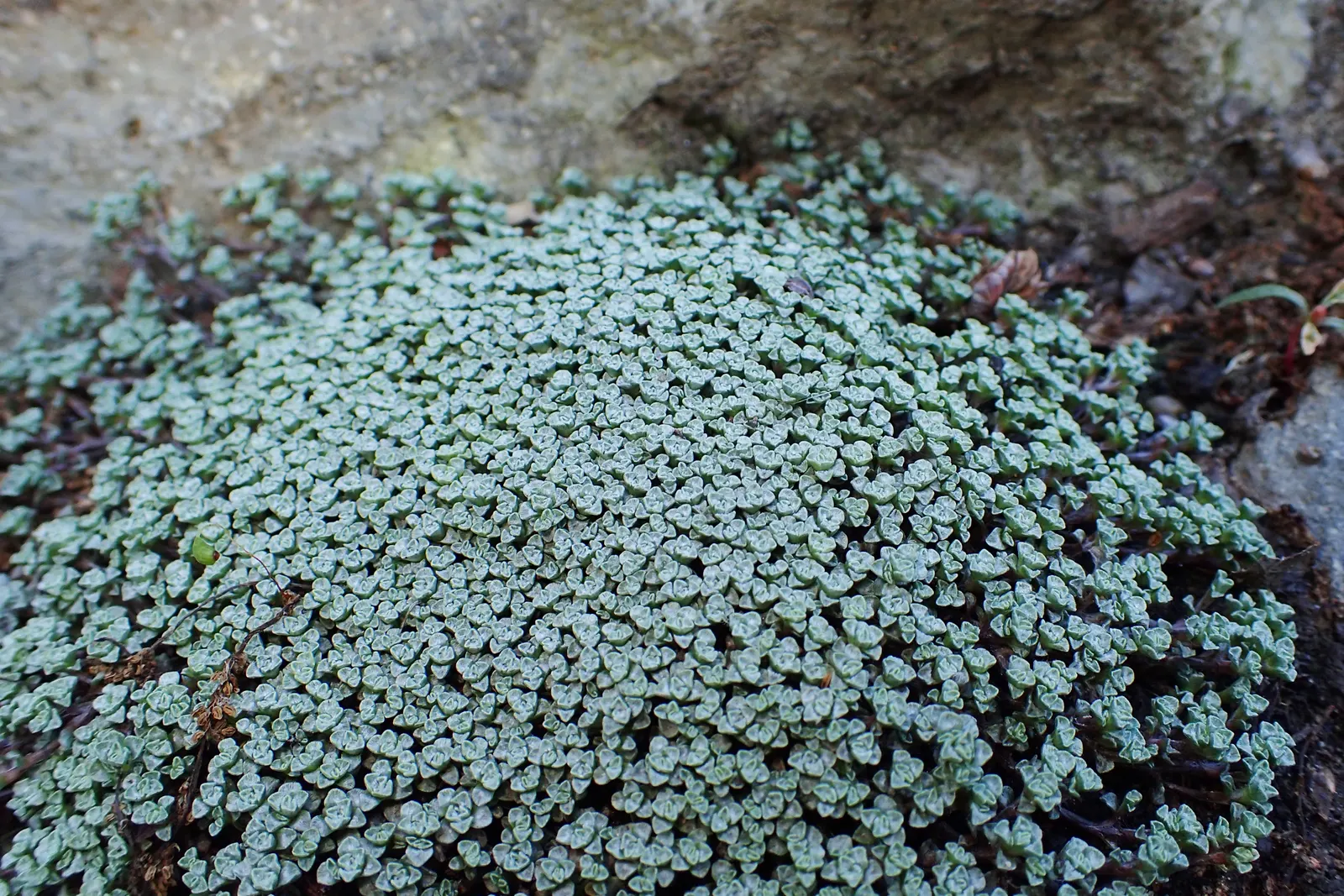 New Zealand Scab Plant (Raoulia Australis) — or as a border for walkways.<br><br>The New Zealand Scab Plant exhibits silver-gray foliage that forms a tight
