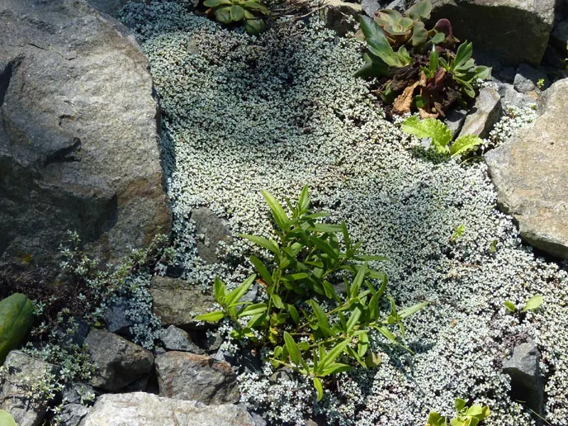 New Zealand Scab Plant (Raoulia Australis) — it requires minimal water