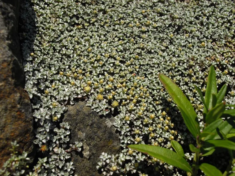 New Zealand Scab Plant (Raoulia Australis) — It thrives in USDA Hardiness Zones 4-8