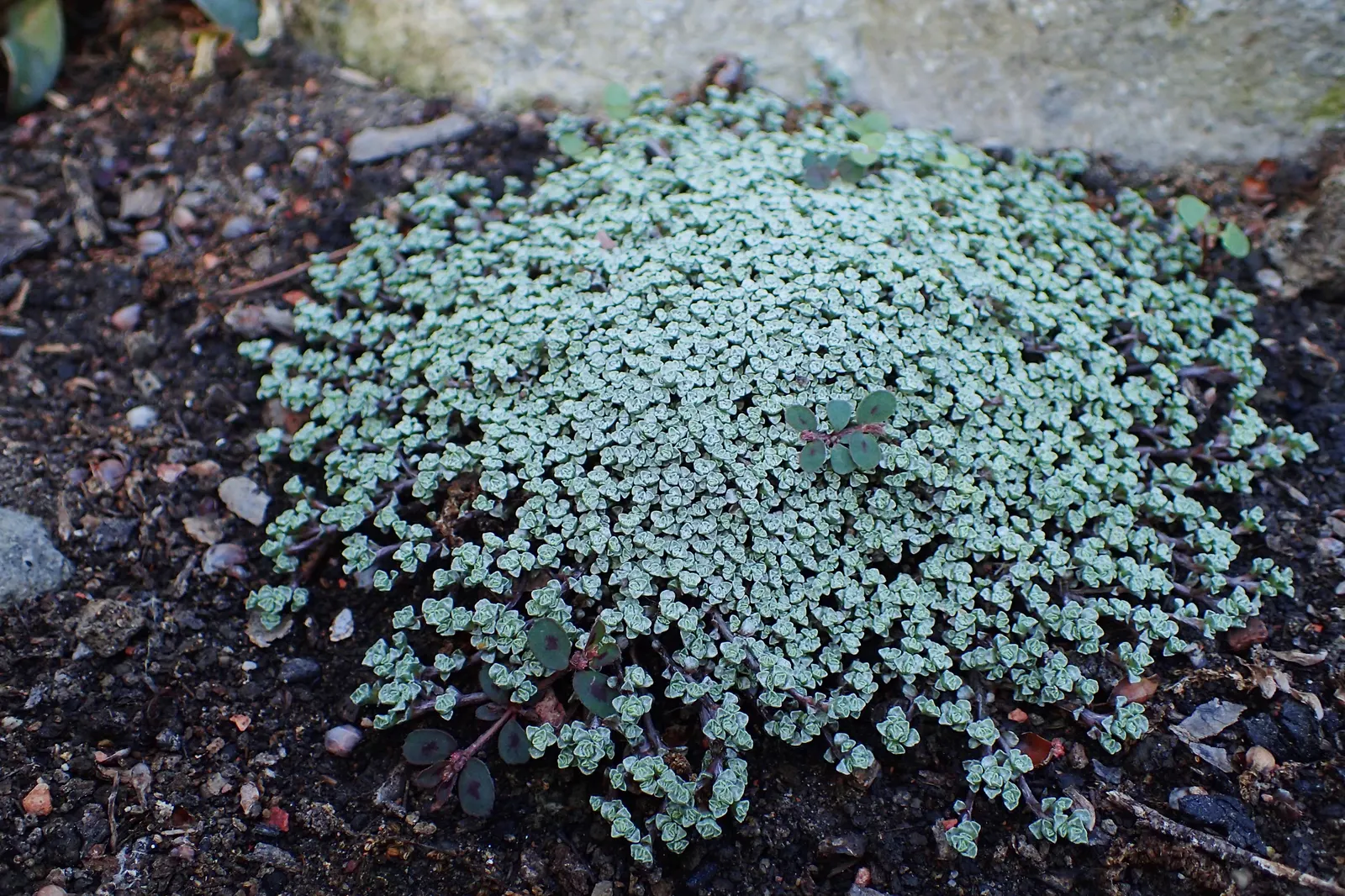 New Zealand Scab Plant (Raoulia Australis) — This perennial plant is well-regarded for its unique texture and visual interest in a landscape design