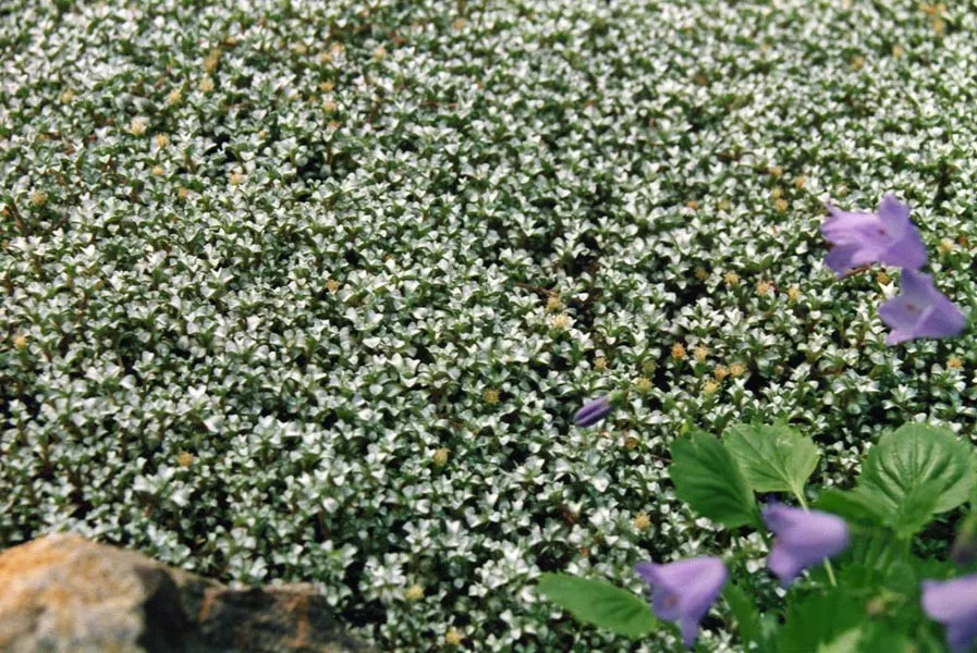 New Zealand Scab Plant (Raoulia Australis) — about 1-2 inches tall with a spread of up to 20 inches