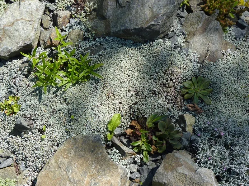 New Zealand Scab Plant (Raoulia Australis) — Delicate yellow flowers emerge in late spring or early summer