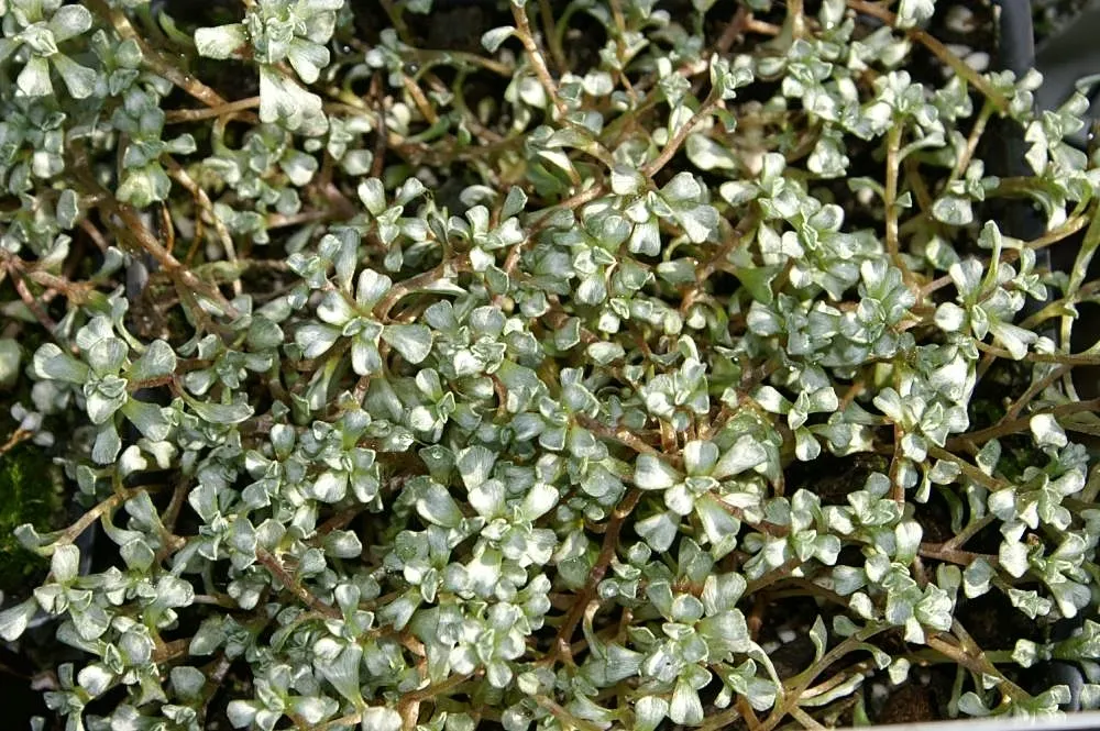New Zealand Scab Plant (Raoulia Australis) — This alpine groundcover thrives in full sun, well-drained soil, and is hardy in zones 4-8